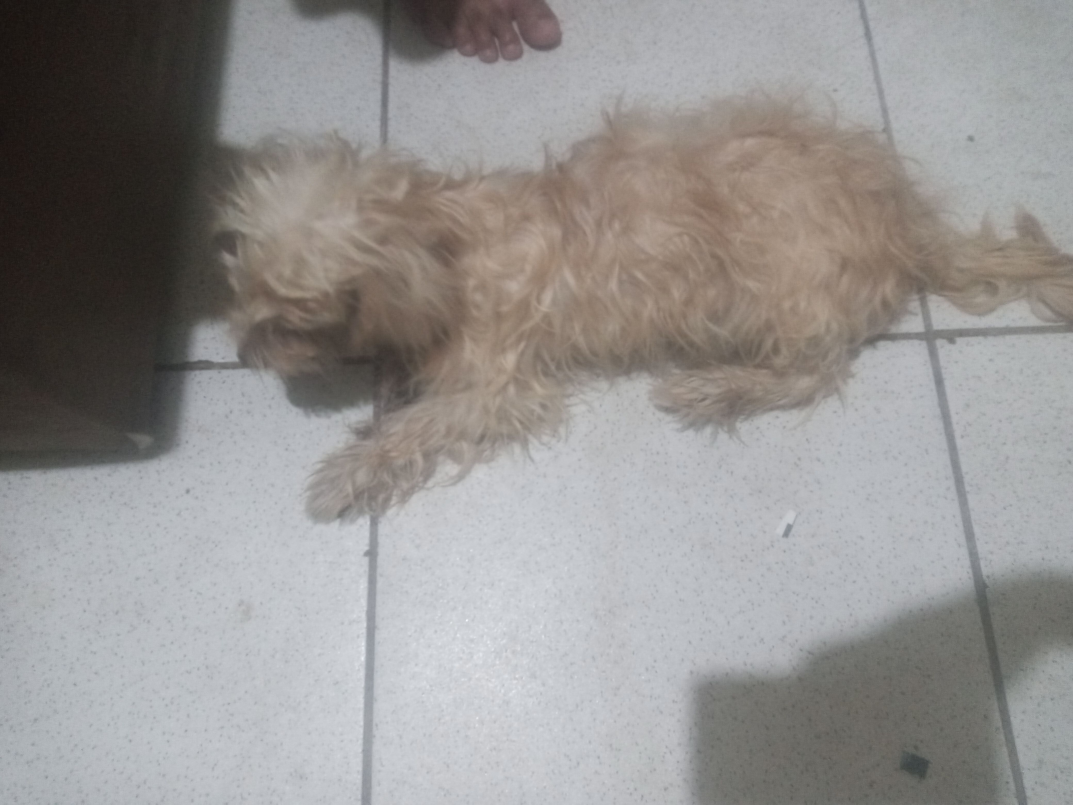 Poodle resgatado precisa de ajuda urgente