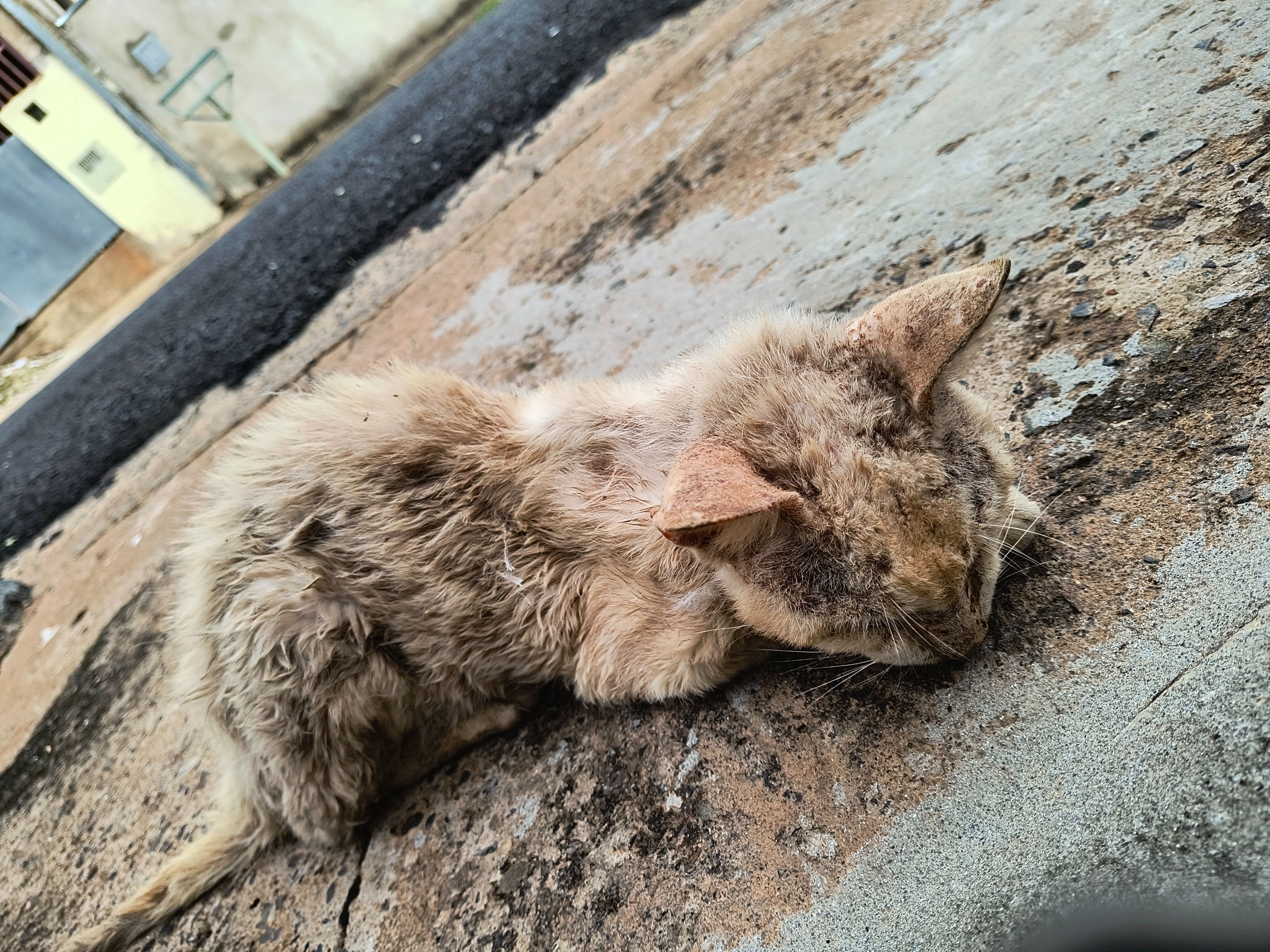 Gato Doente Encontrado em São...