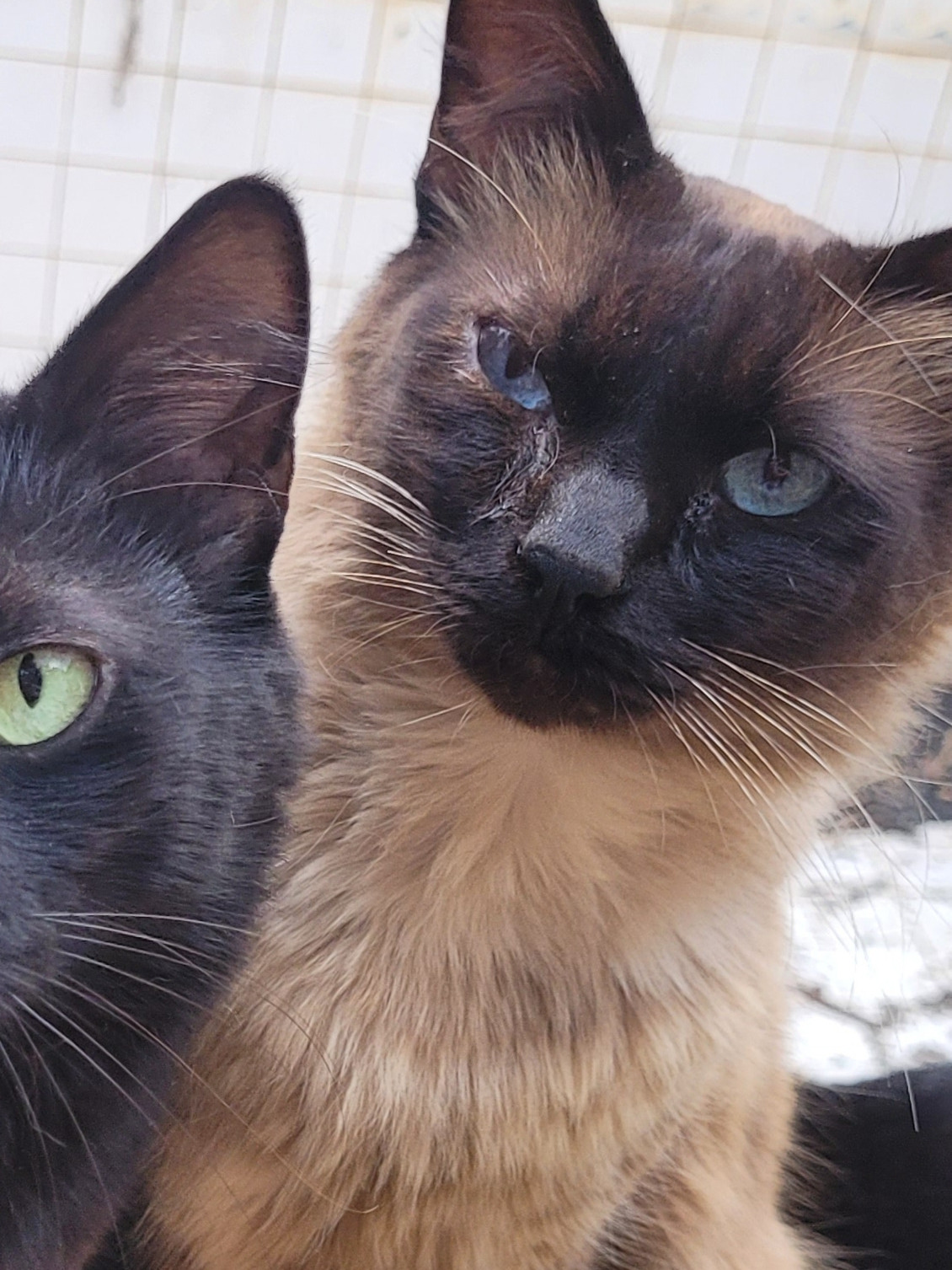 gato desaparecida