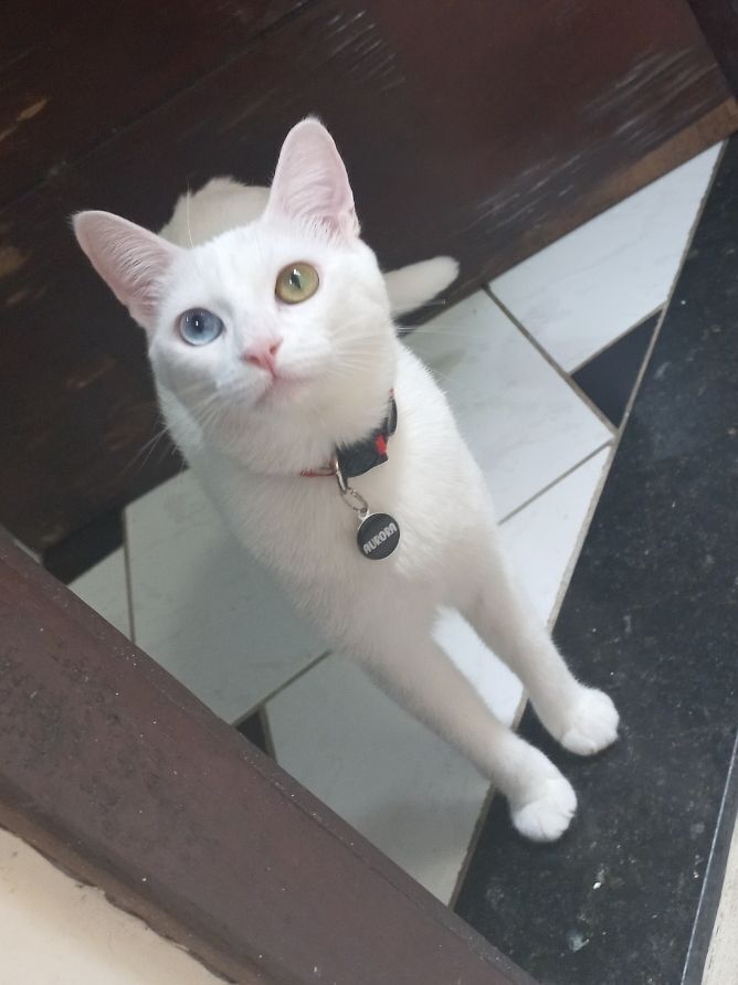 gato desaparecida