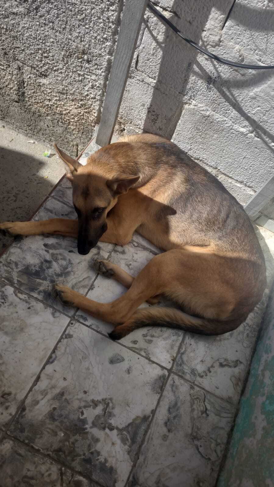 cachorro desaparecida