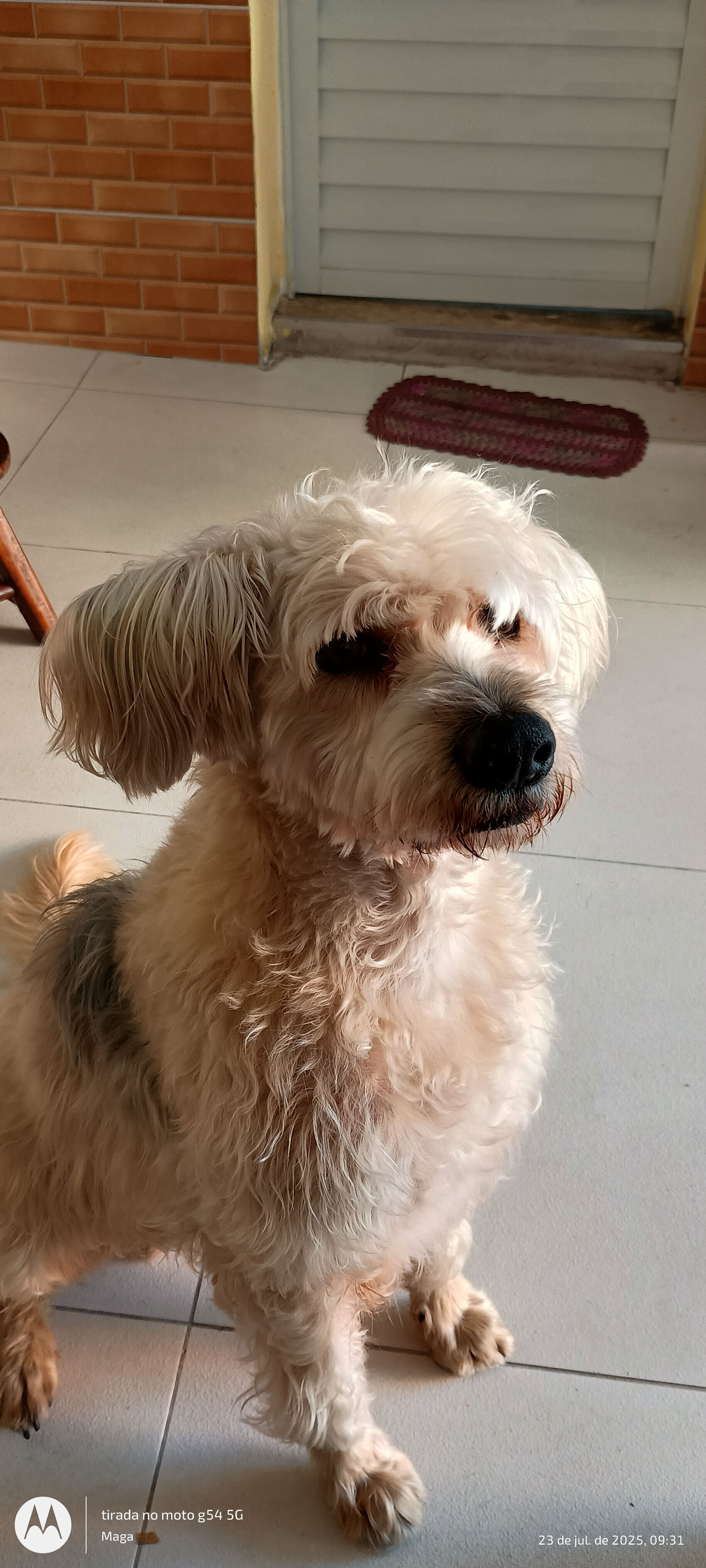 cachorro desaparecida