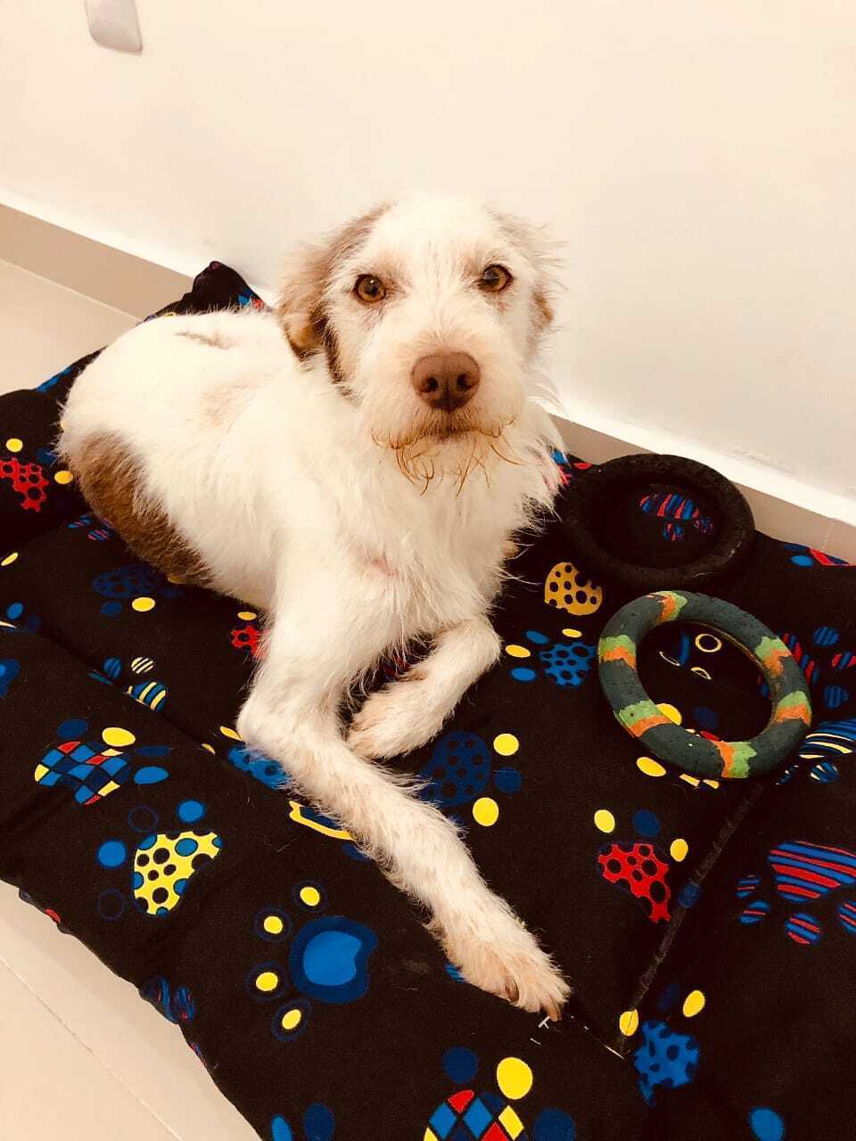 cachorro encontrada