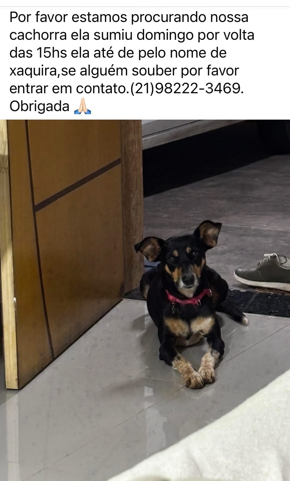 cachorro desaparecida