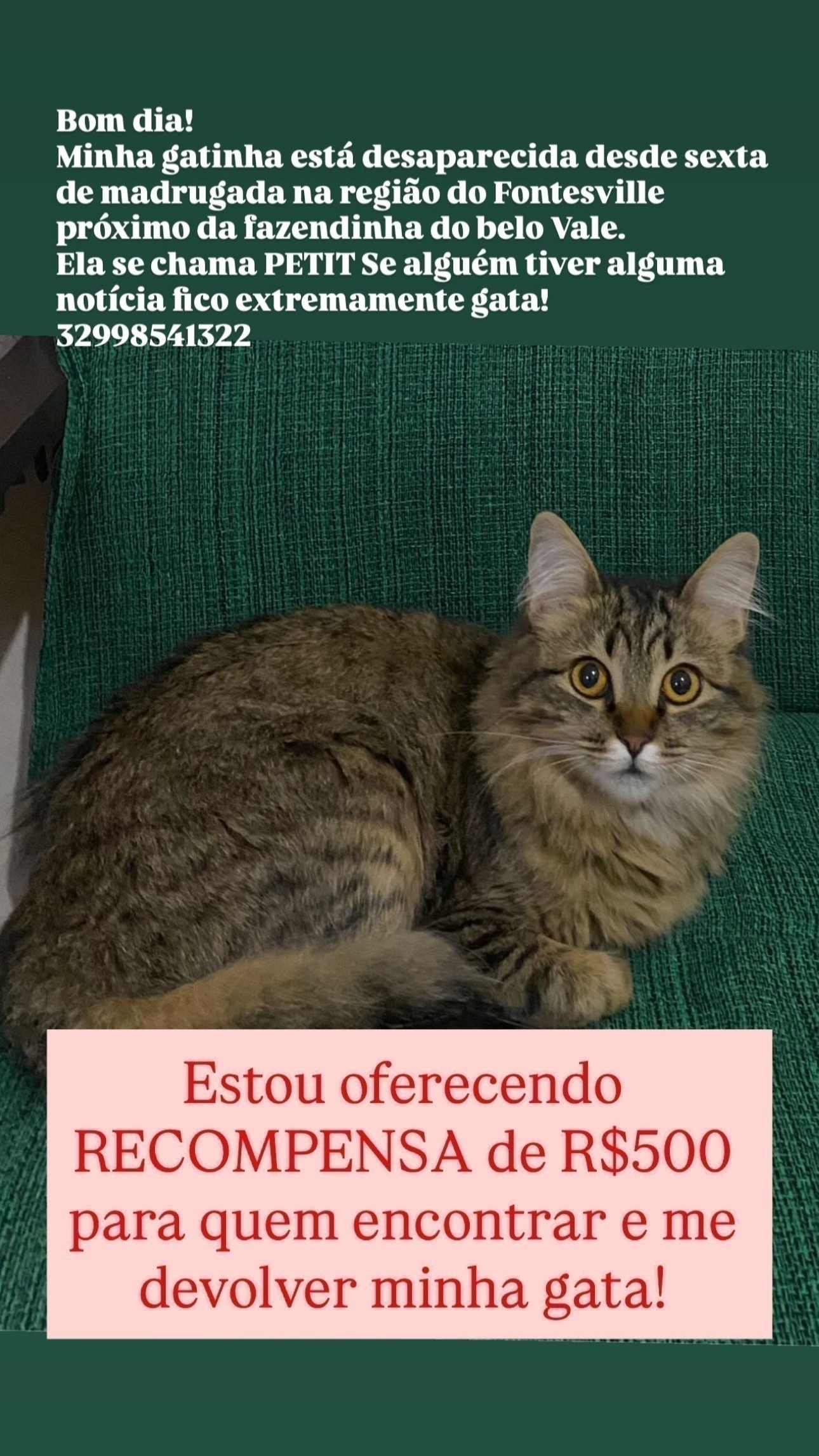 gato desaparecida