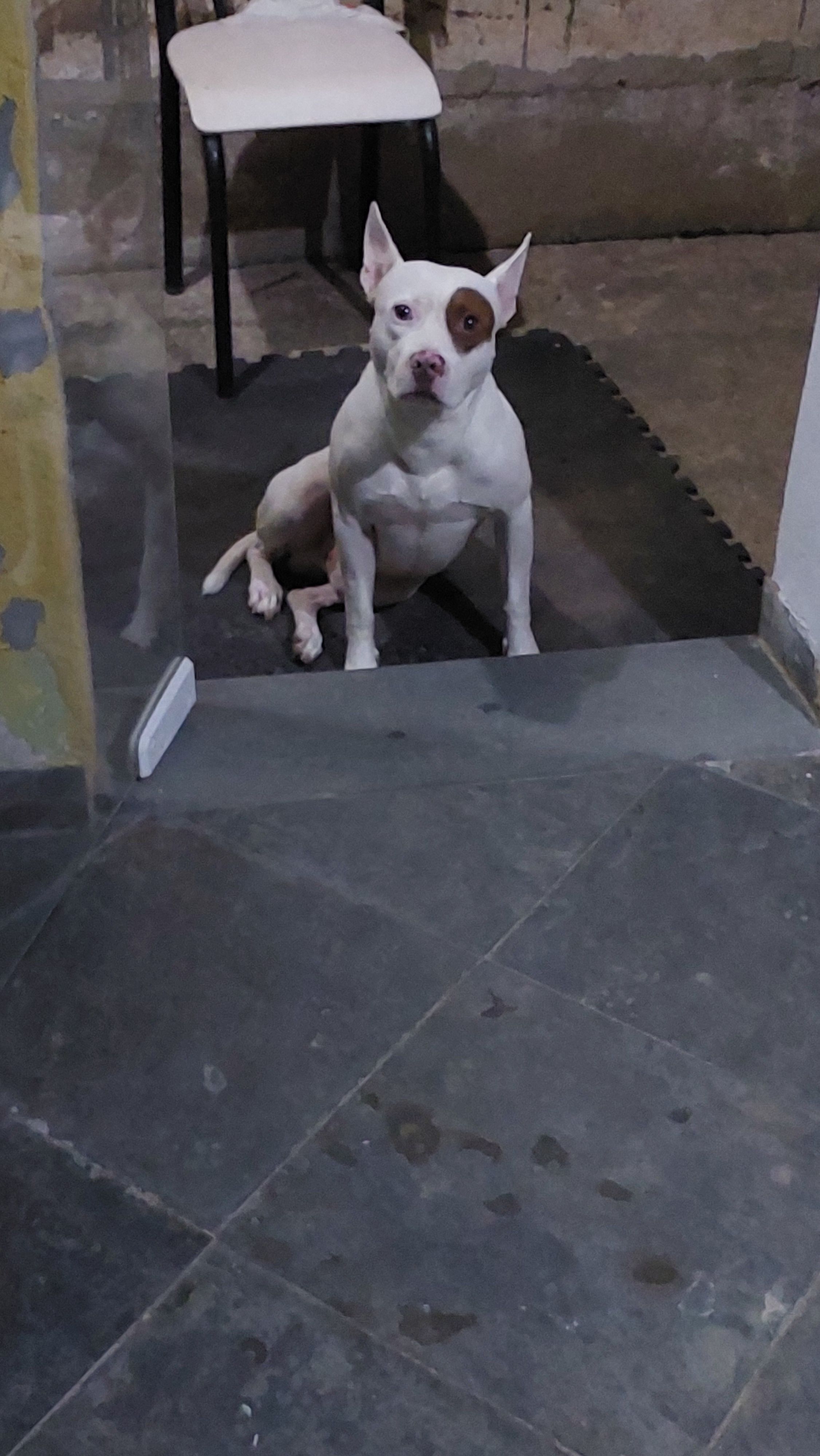 cachorro desaparecida