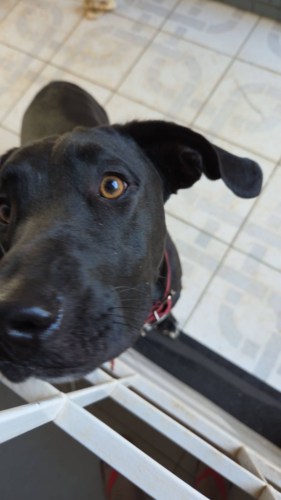 cachorro desaparecida