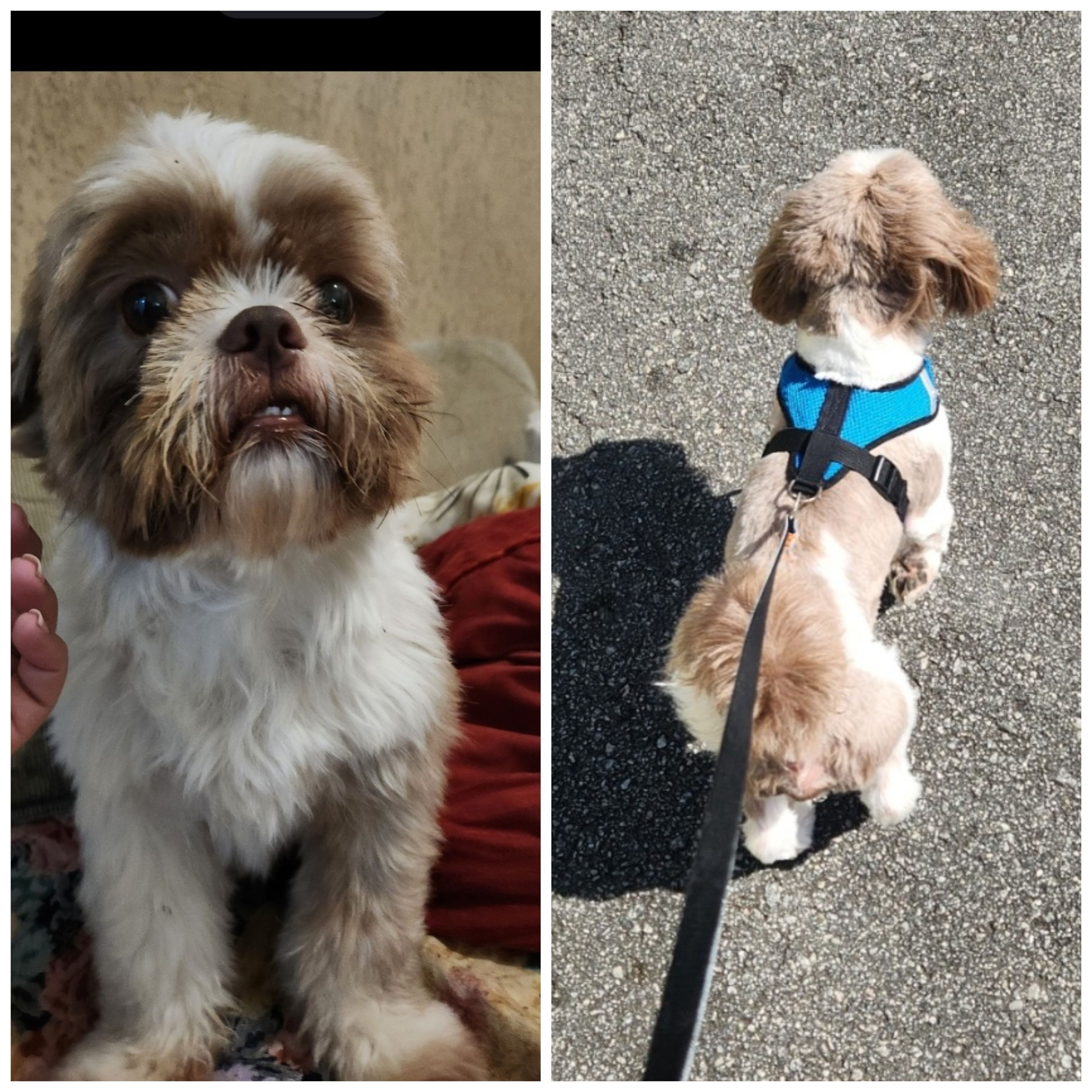 cachorro desaparecida