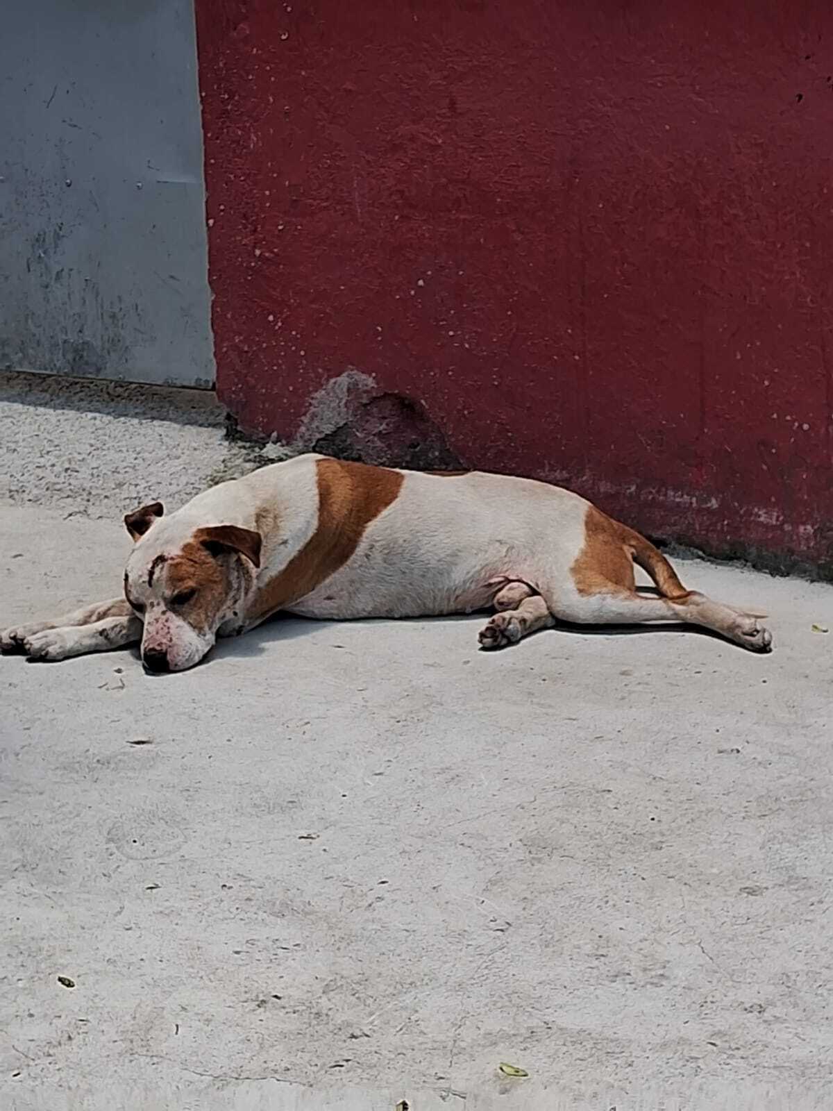 Cachorro encontrado