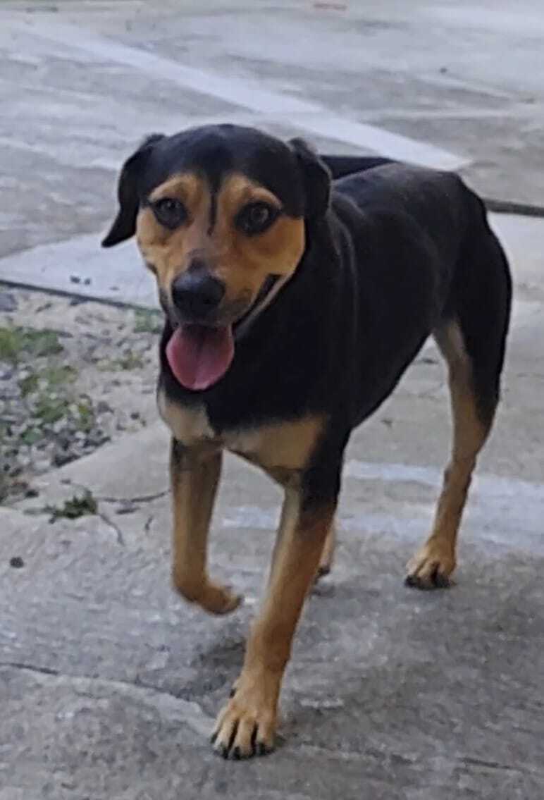 cachorro desaparecida