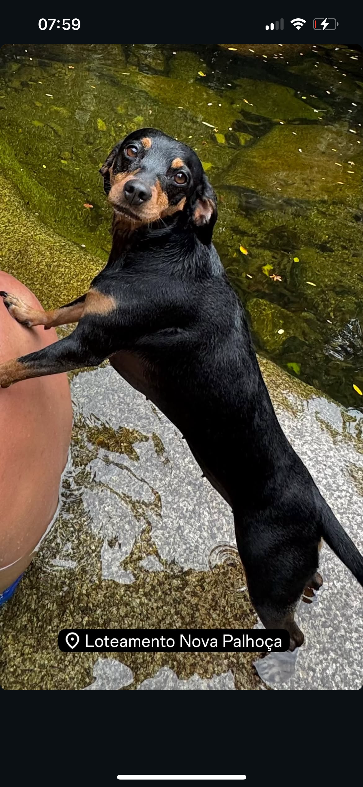 cachorro desaparecida