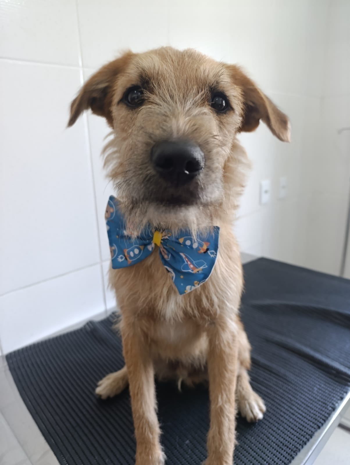 cachorro desaparecida