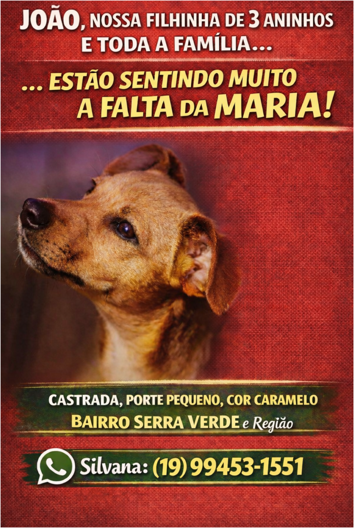 cachorro desaparecida
