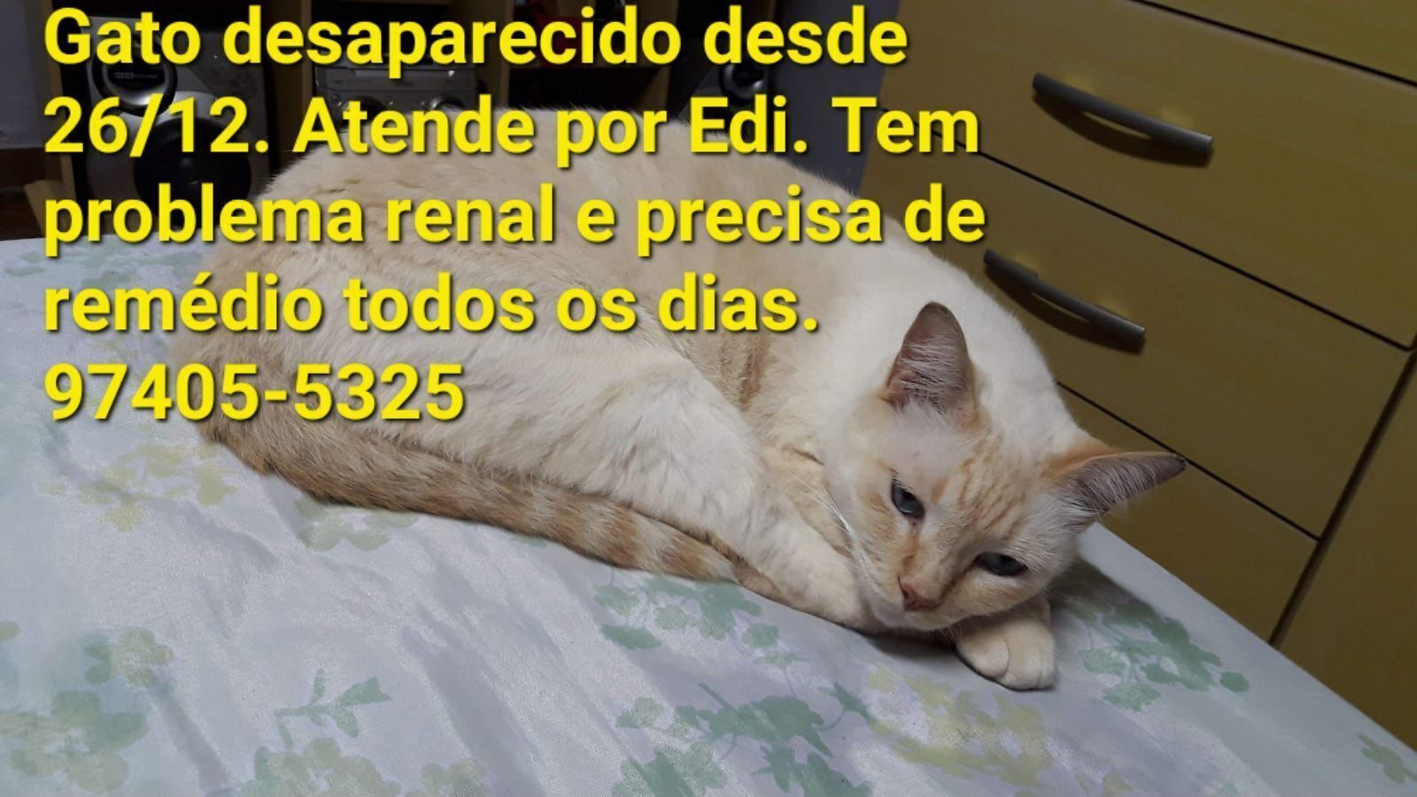 gato desaparecida