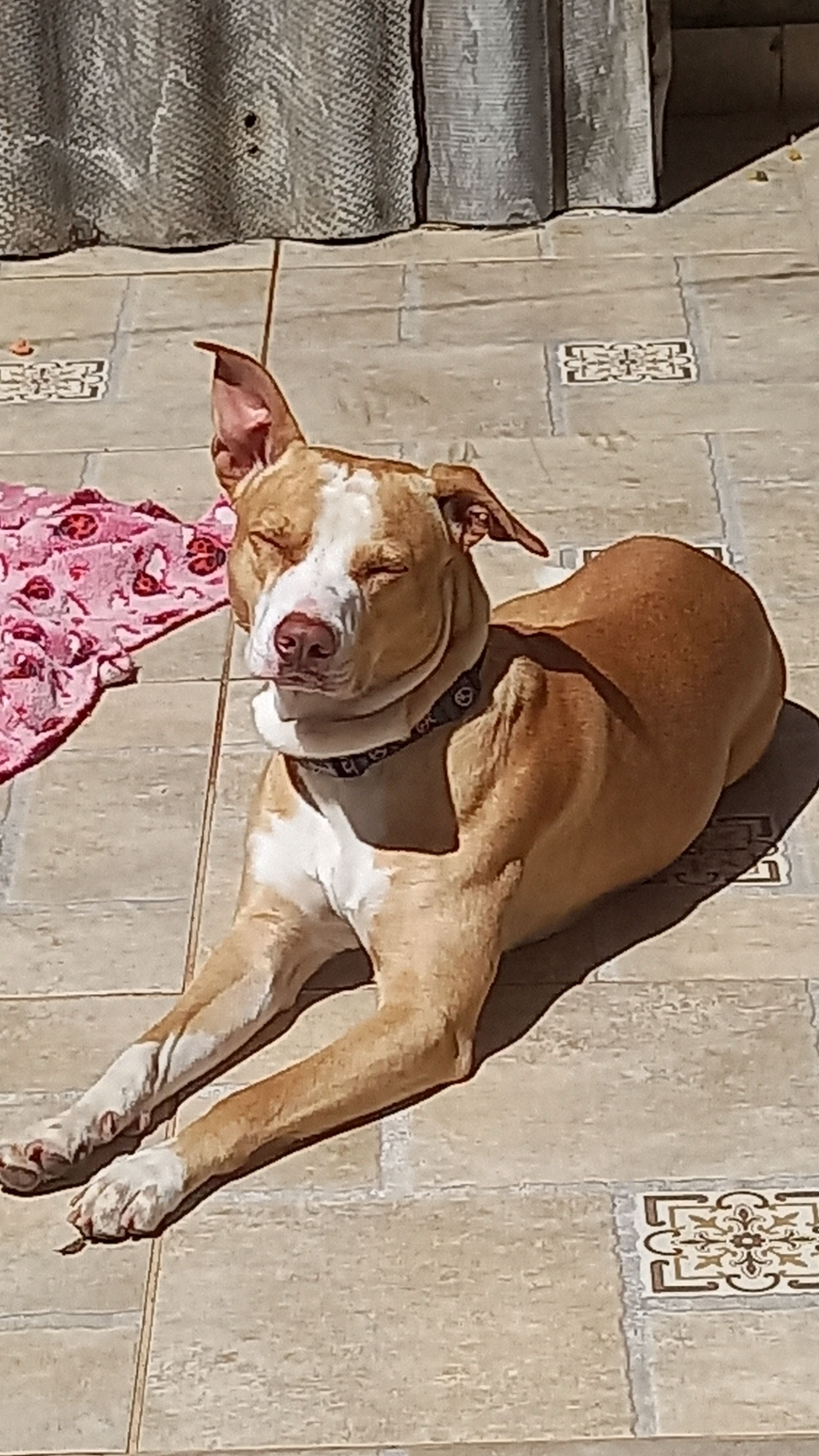 cachorro desaparecida