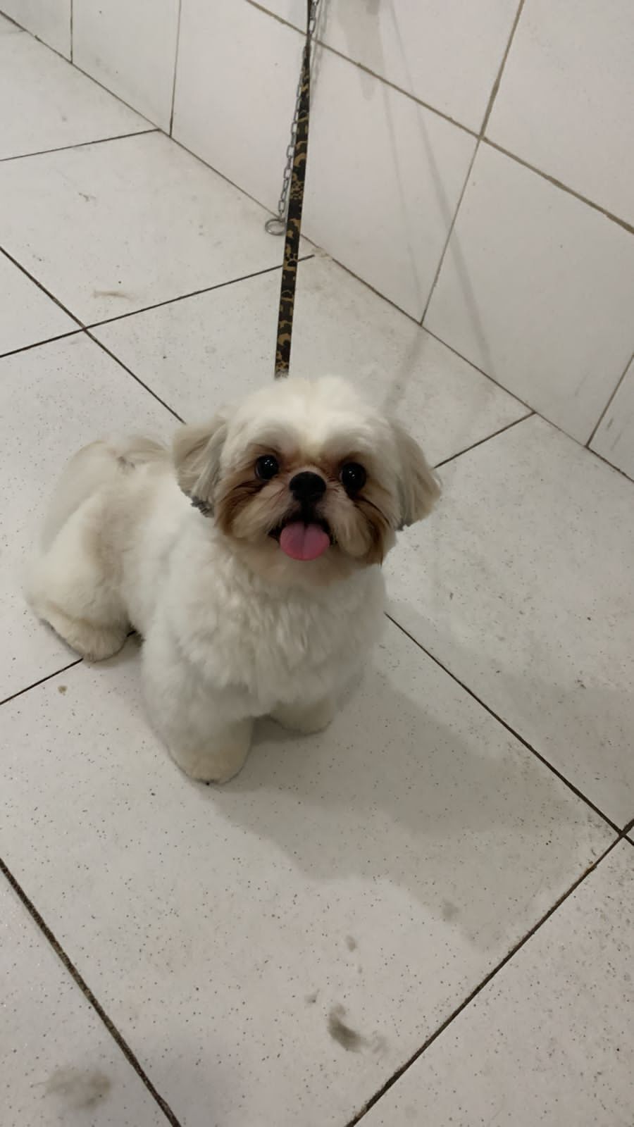 cachorro desaparecida