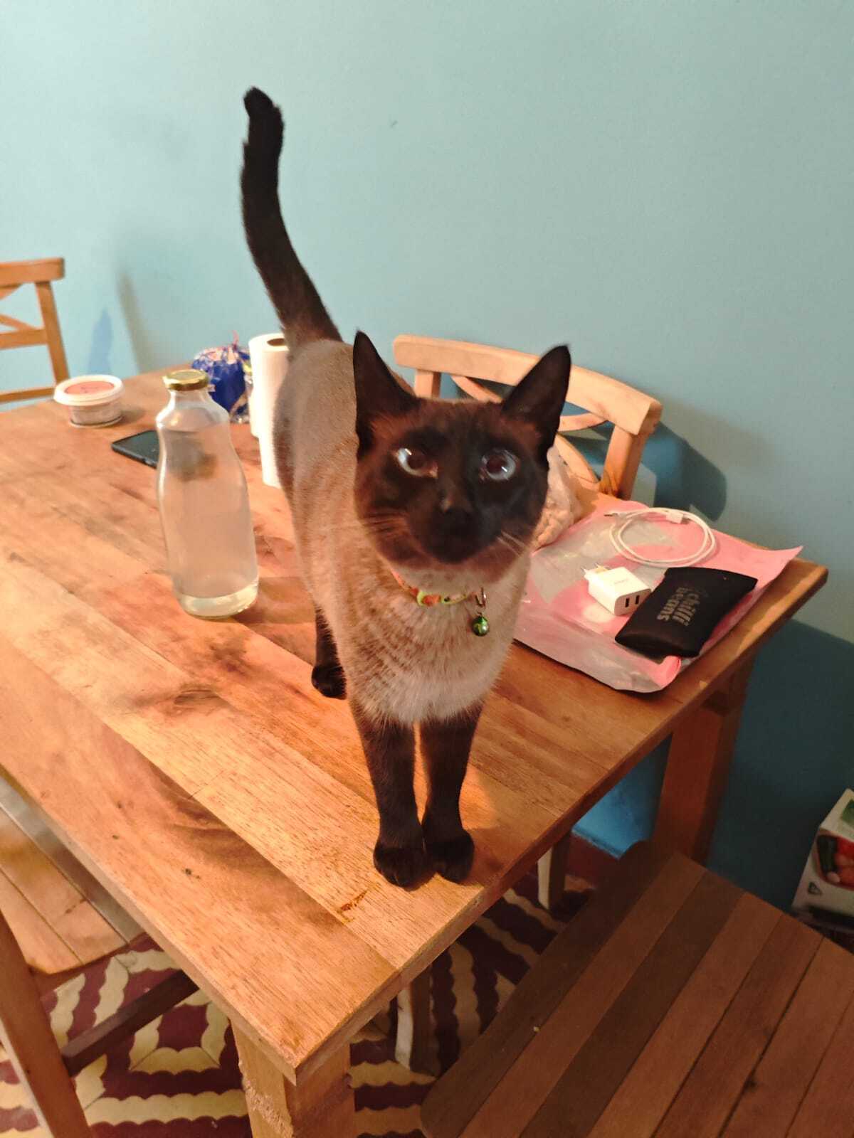 Gata "siamesa". 3 anos de idade. Castrada. Geralmente sociável com estranhos. Foi vista ao lado de sua casa entre 2h e 3h da manhã.