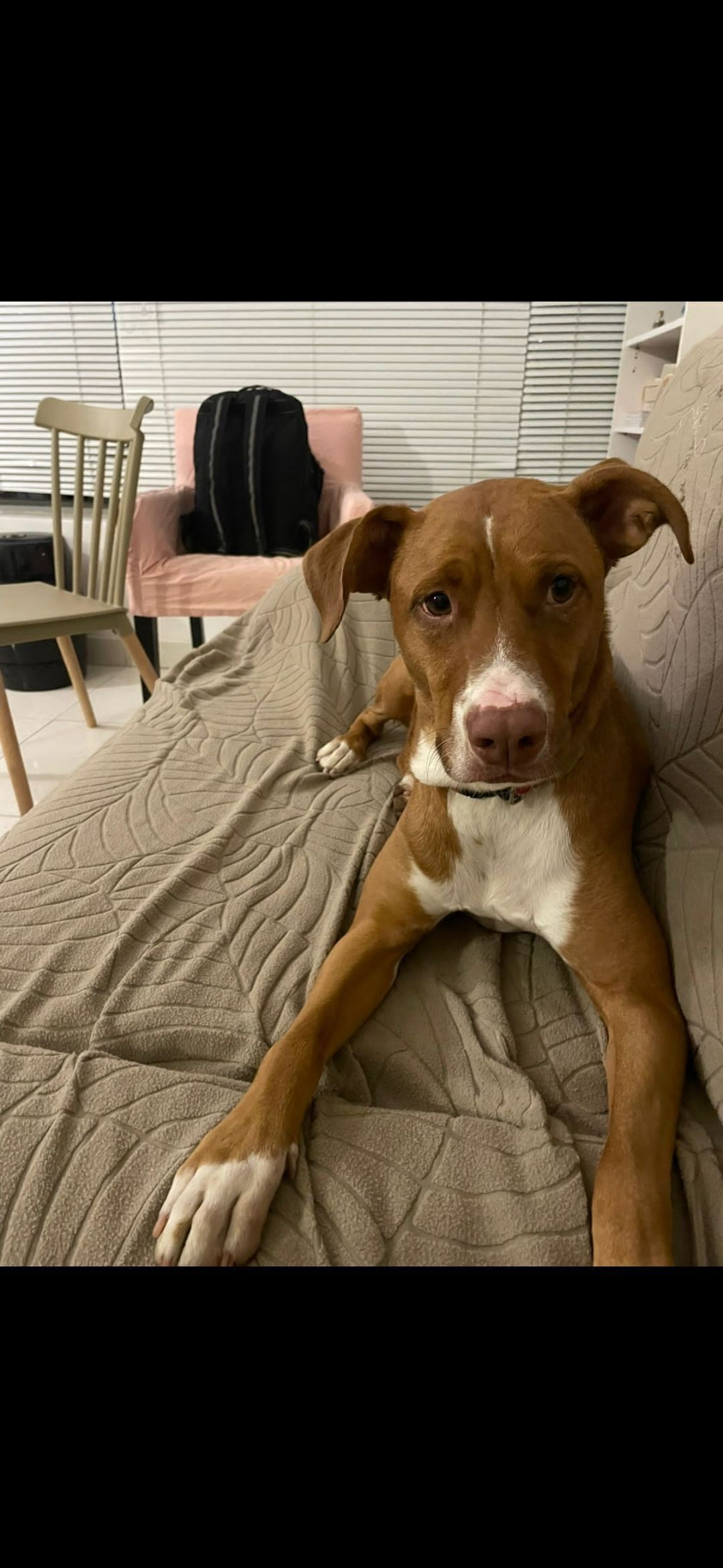 cachorro desaparecida