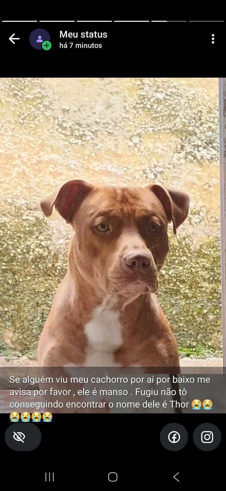 cachorro desaparecida