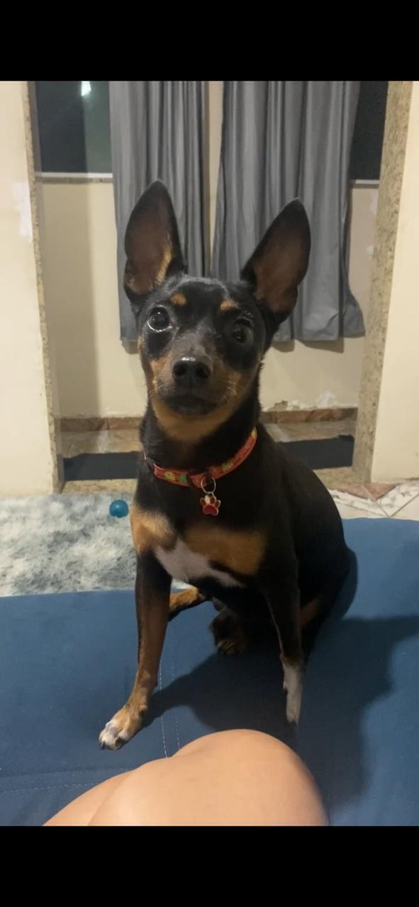 cachorro desaparecida