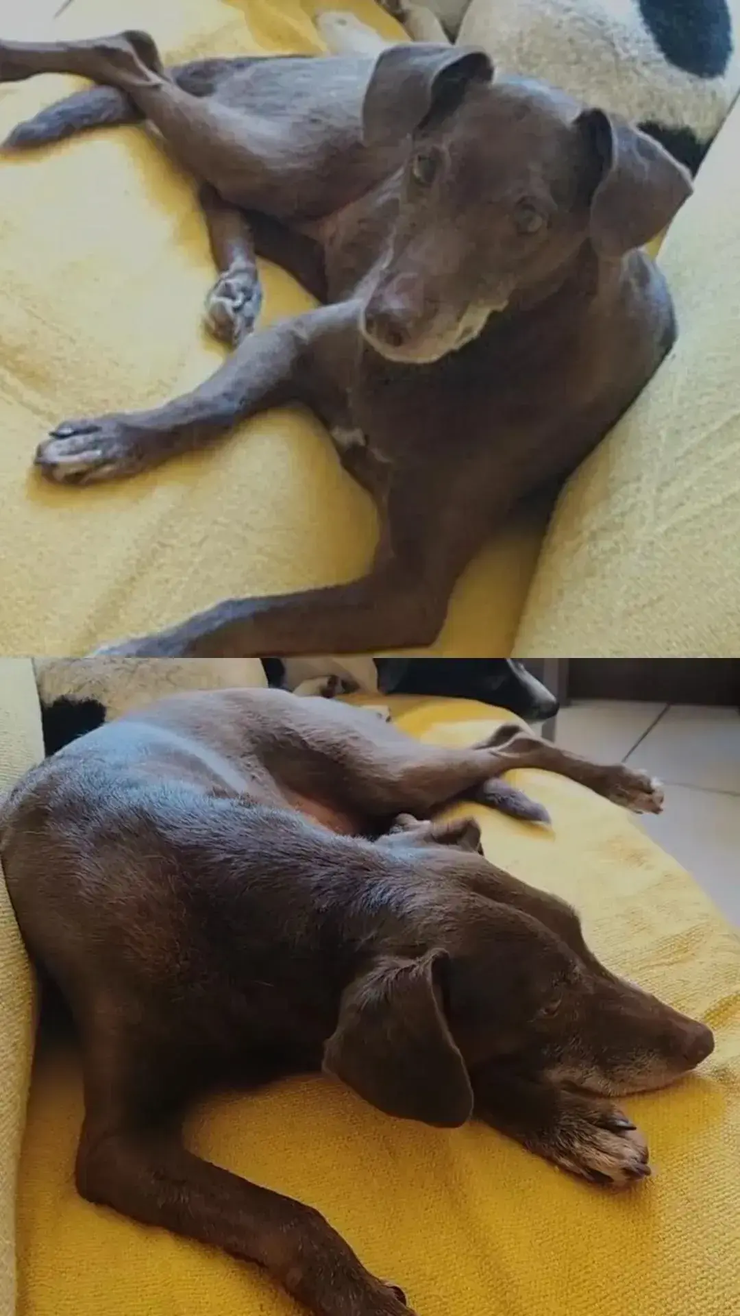 cachorro desaparecida