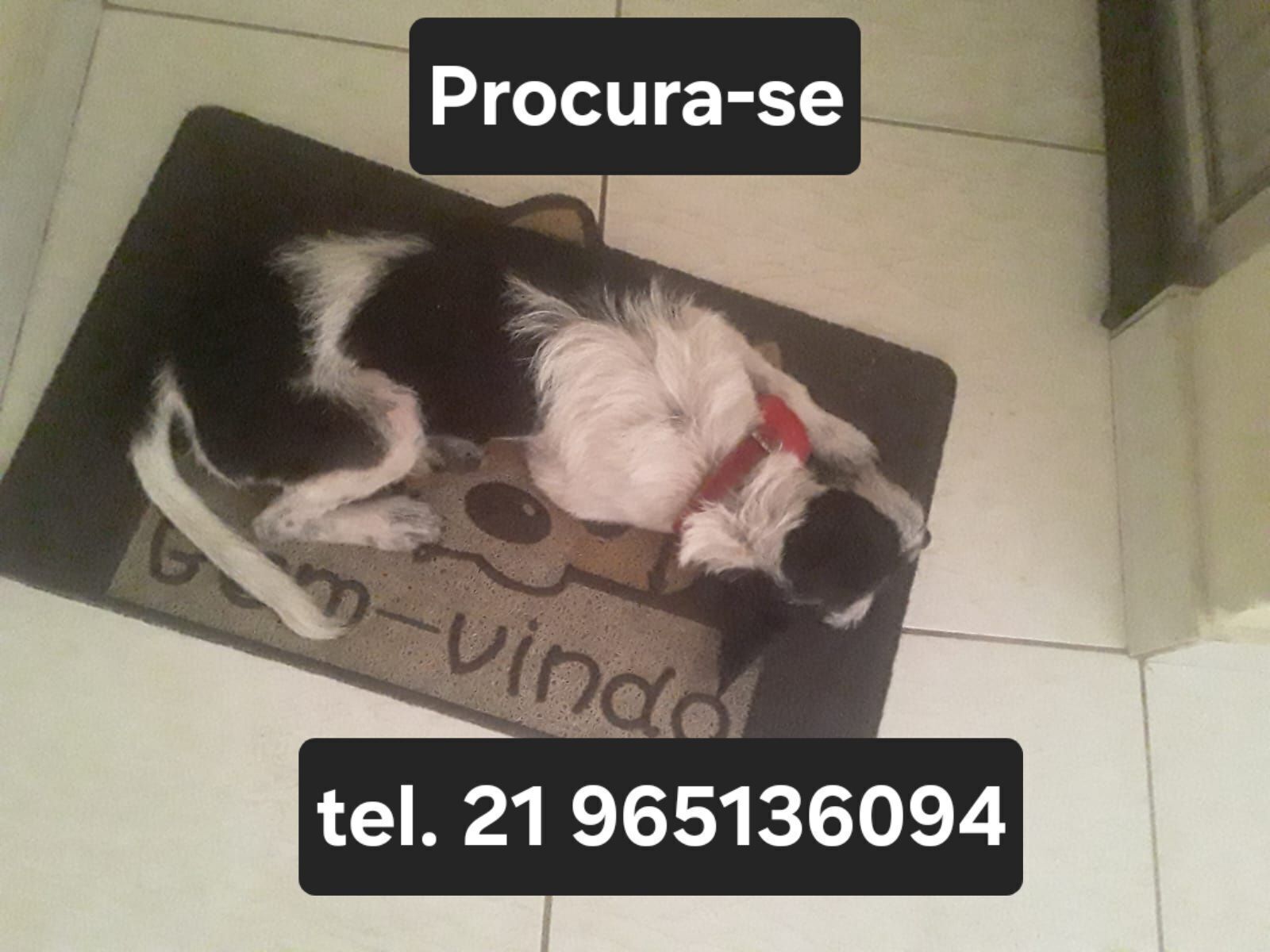 cachorro desaparecida