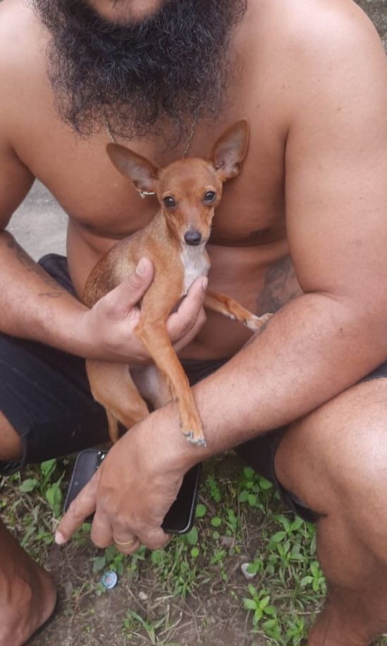 cachorro desaparecida