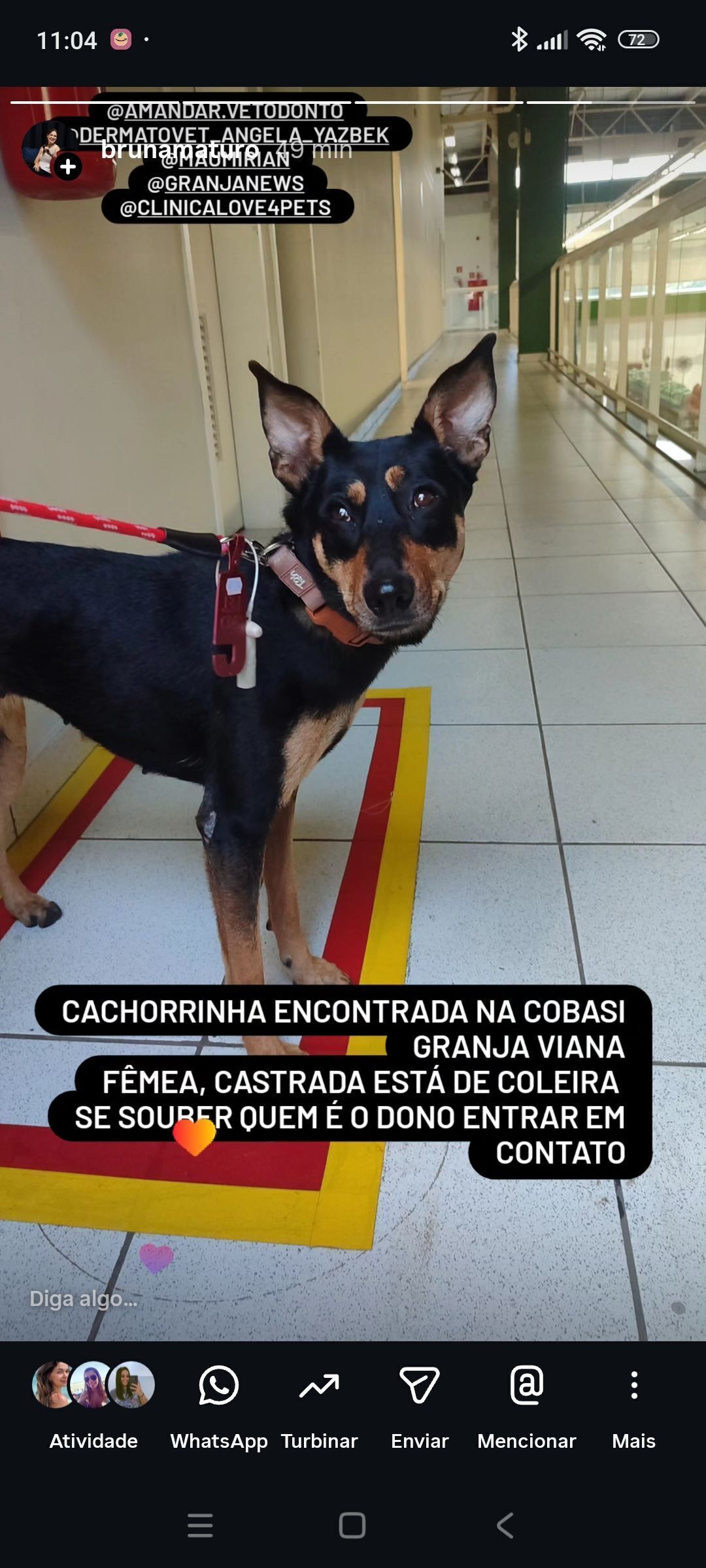 cachorro encontrada