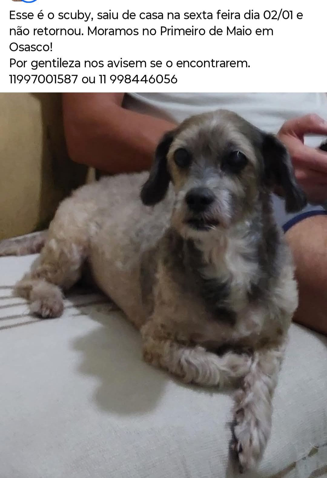 cachorro desaparecida