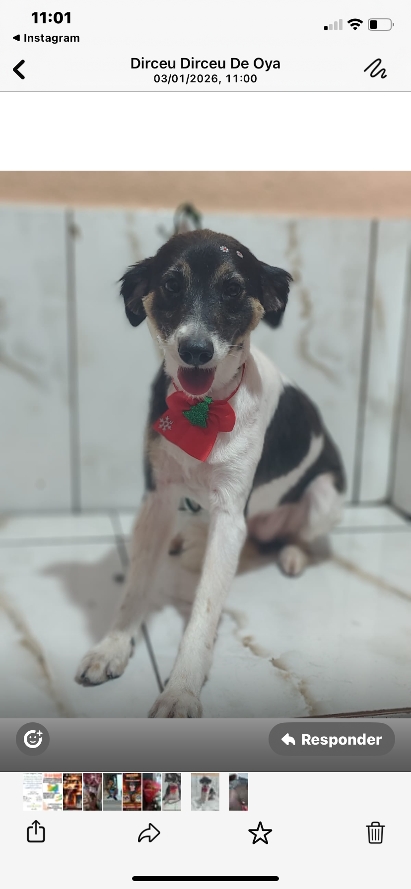 cachorro desaparecida