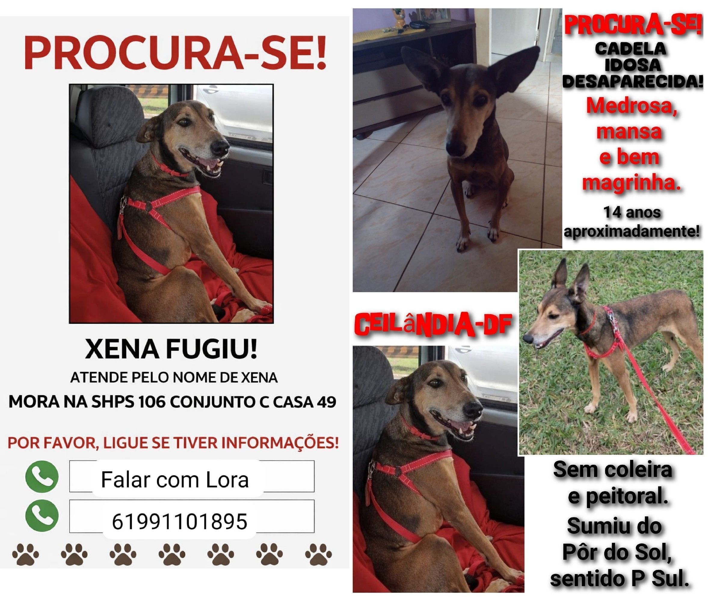 cachorro desaparecida