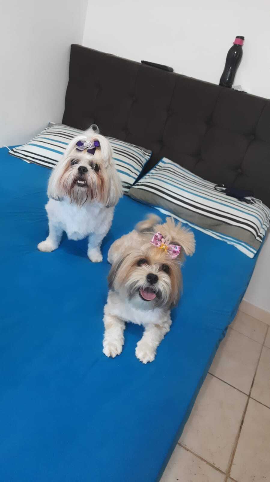 cachorro desaparecida