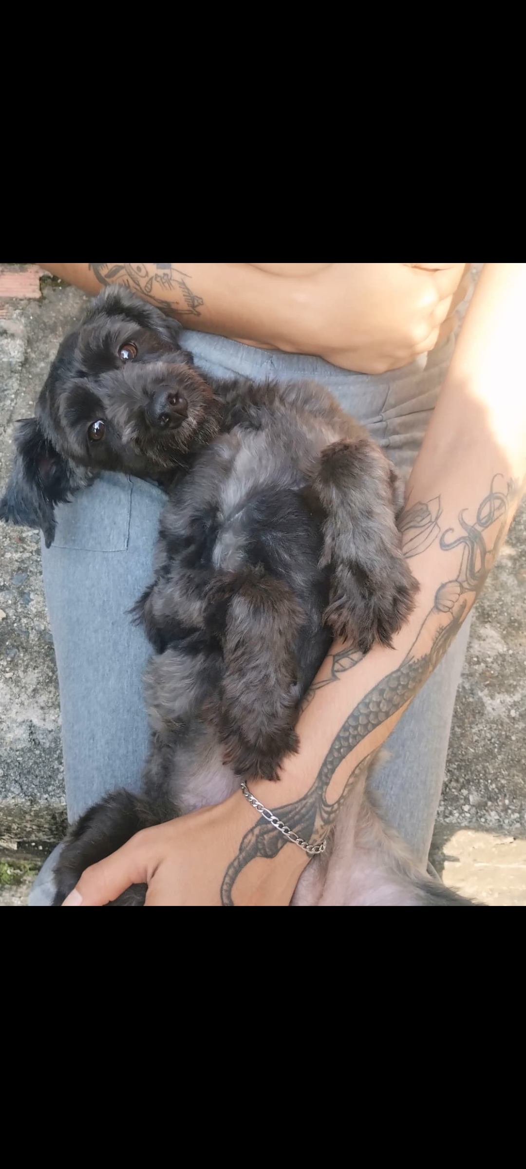 cachorro desaparecida