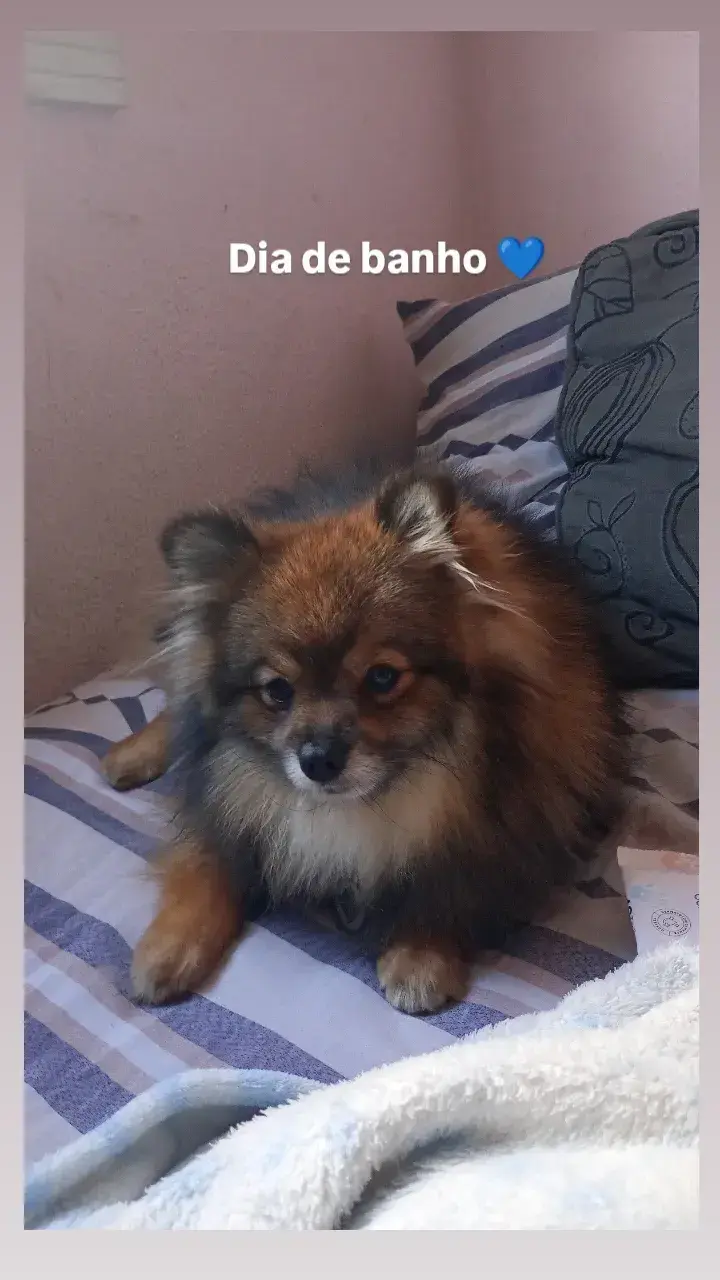 cachorro desaparecida