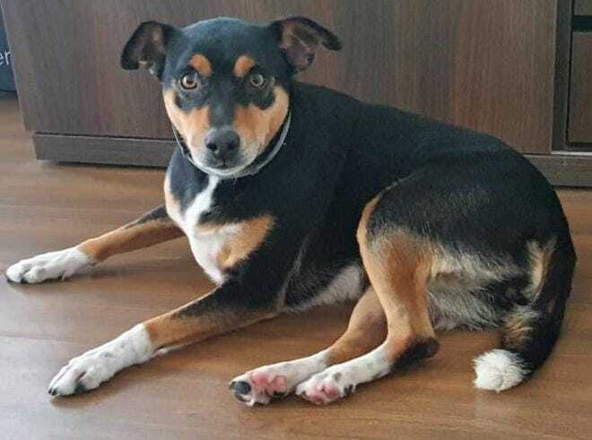 cachorro desaparecida