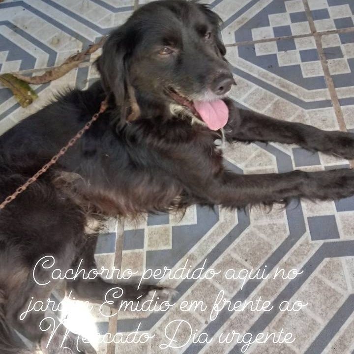 Cachorro encontrado