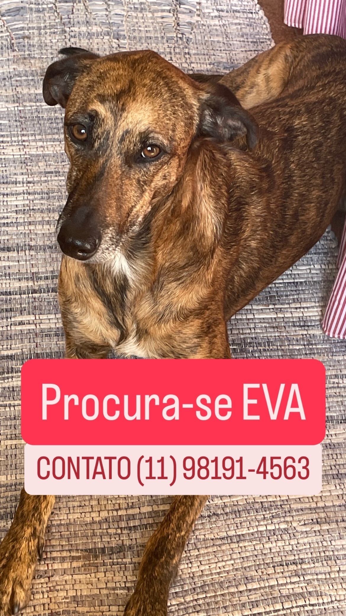 cachorro desaparecida