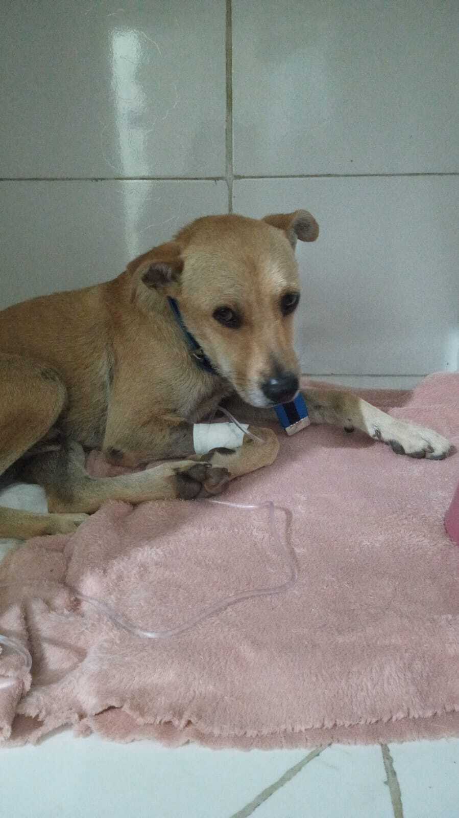 cachorro desaparecida