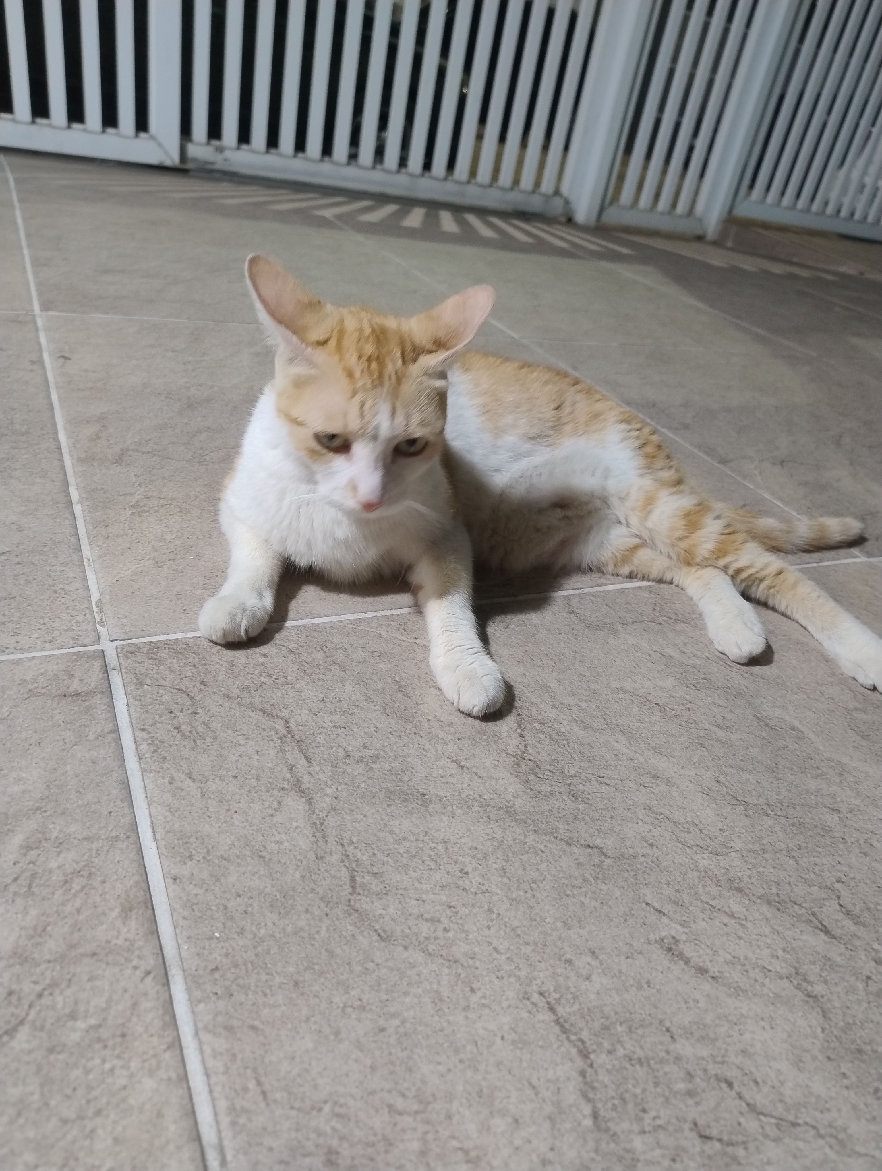 Gata laranjinha com partes brancas. Muito dócil e carinhosa. Pêlos bons, sem nenhum machucado. Apareceu aqui perdida no prédio e estão tentando expulsar. Ninguém aqui pode ficar.