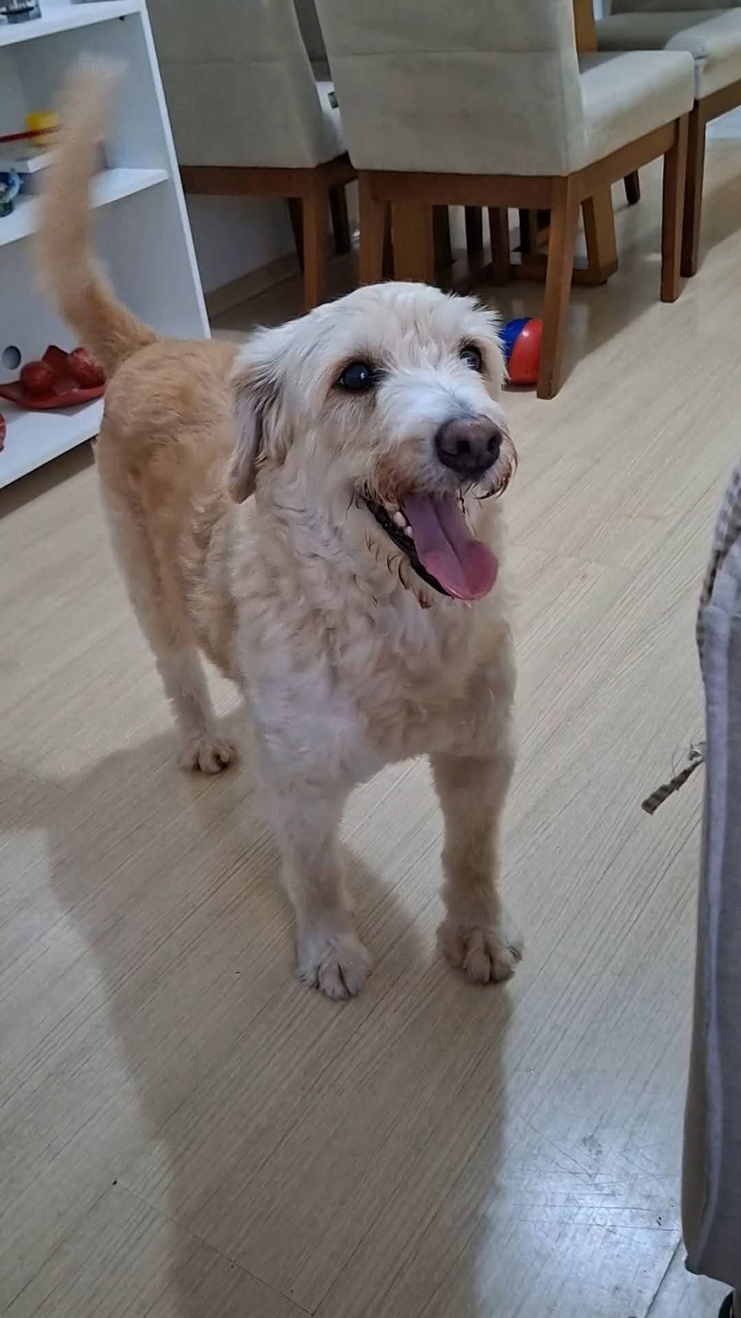 cachorro desaparecida