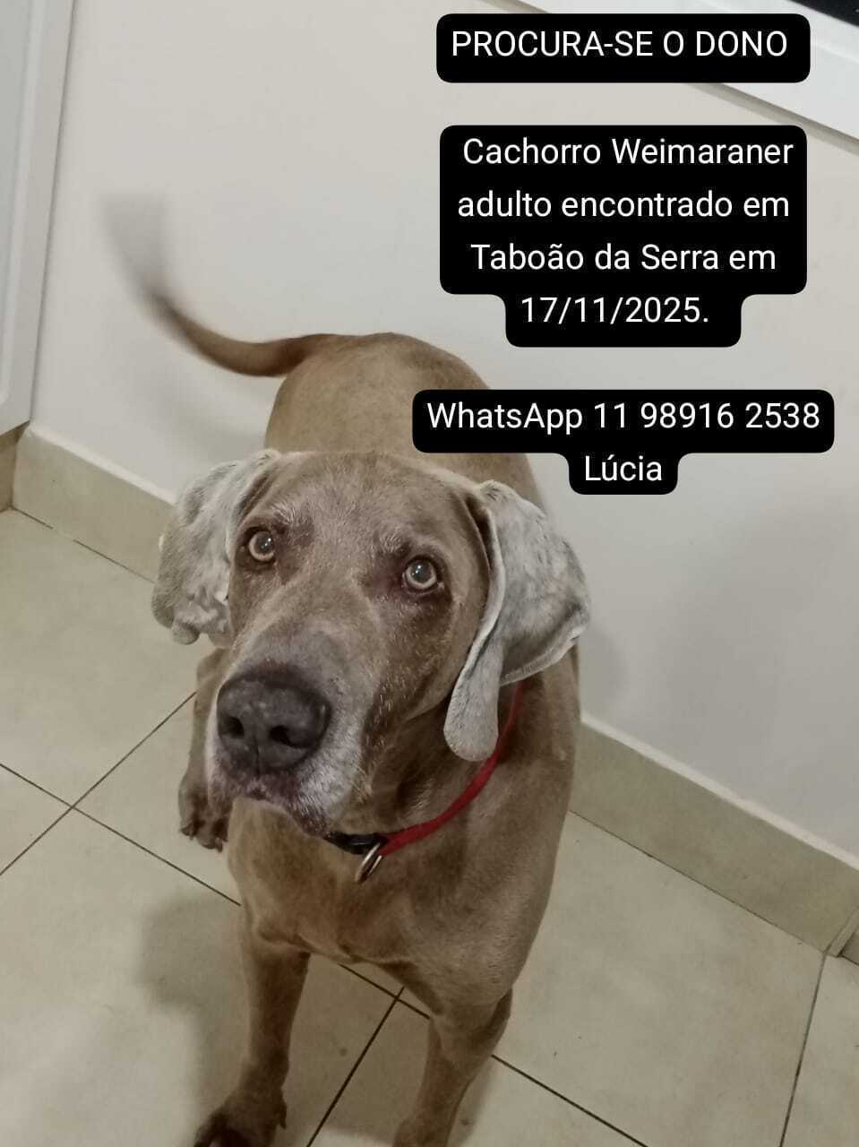 cachorro encontrada