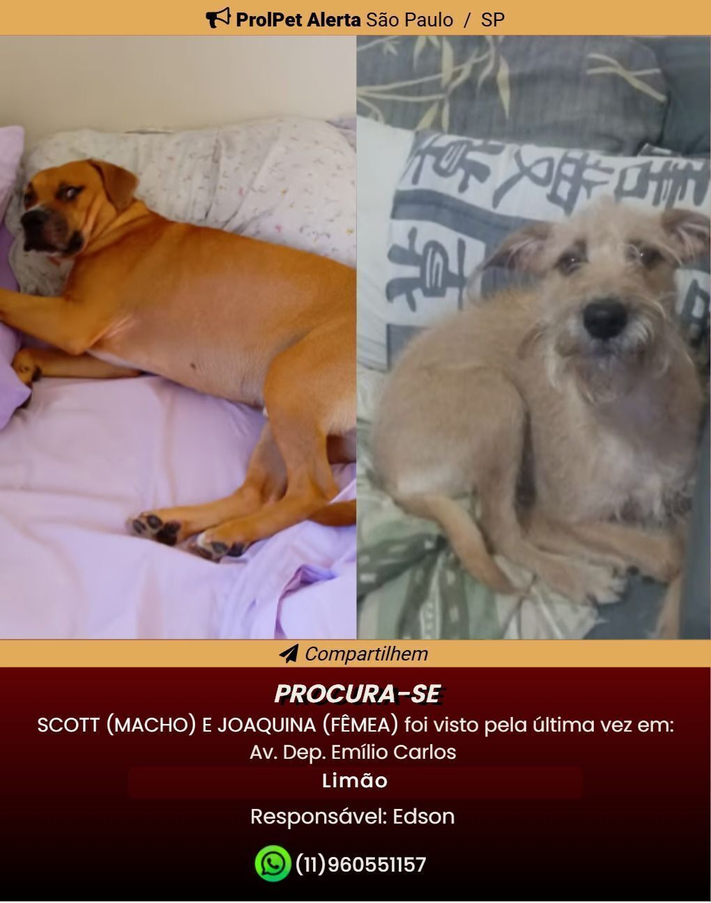 cachorro desaparecida