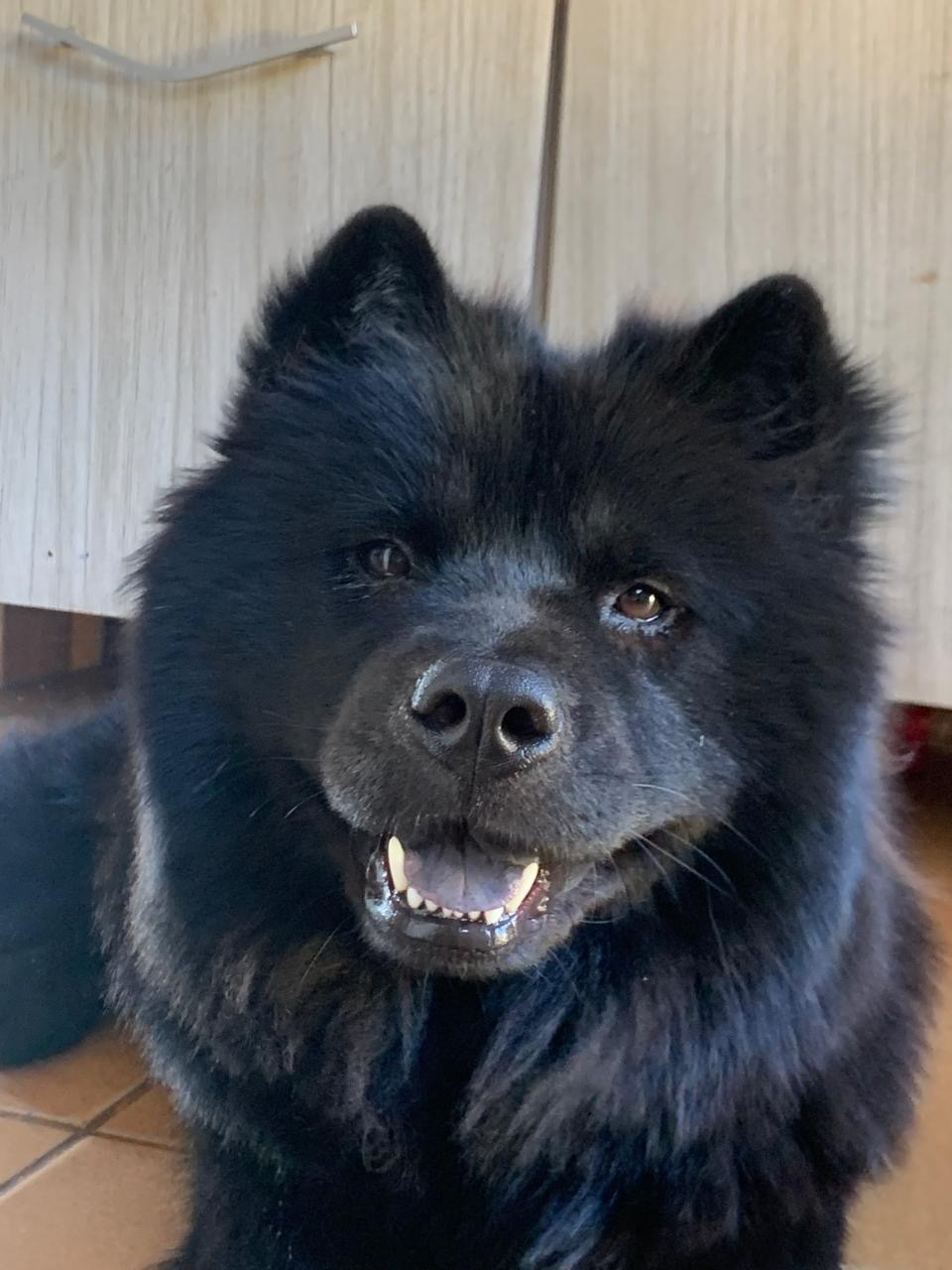 cachorro desaparecida