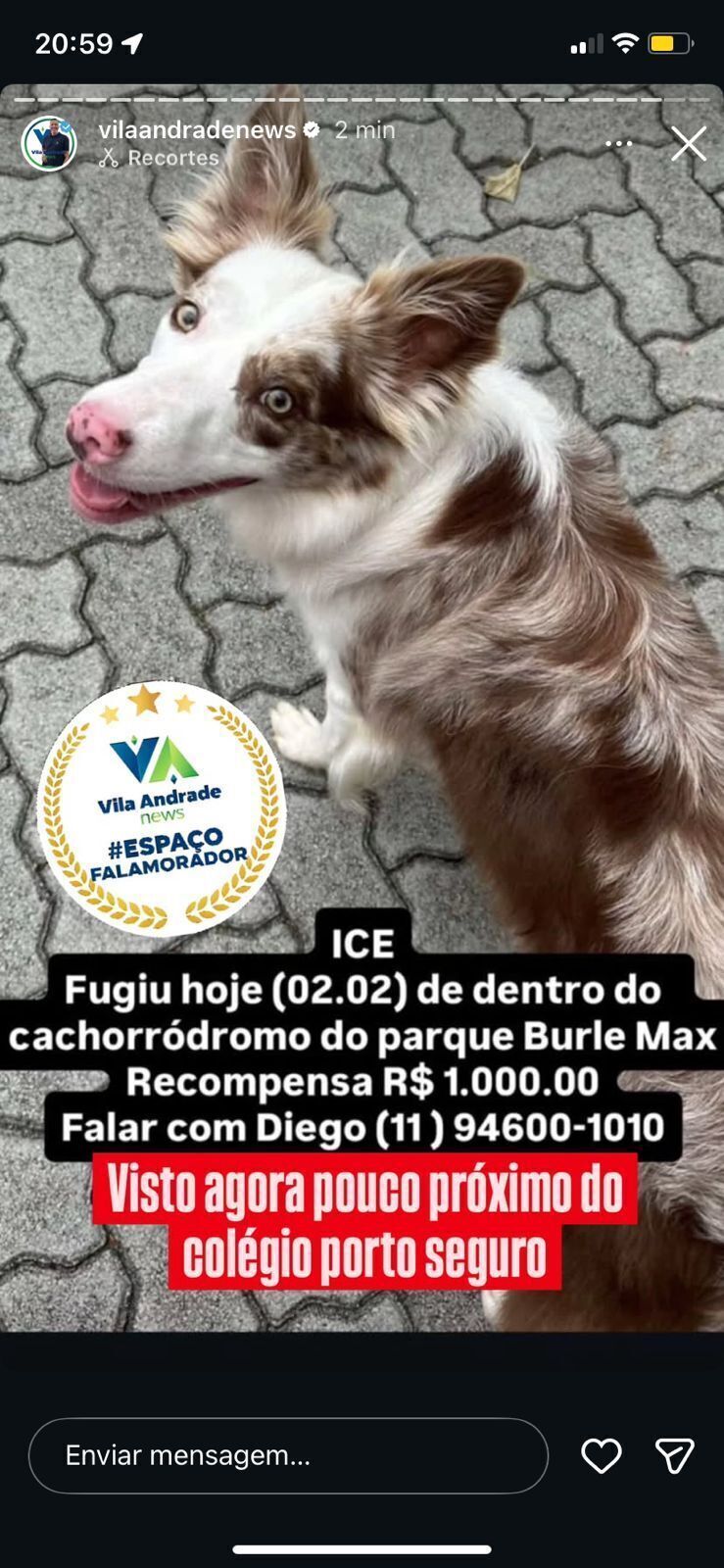 cachorro desaparecida