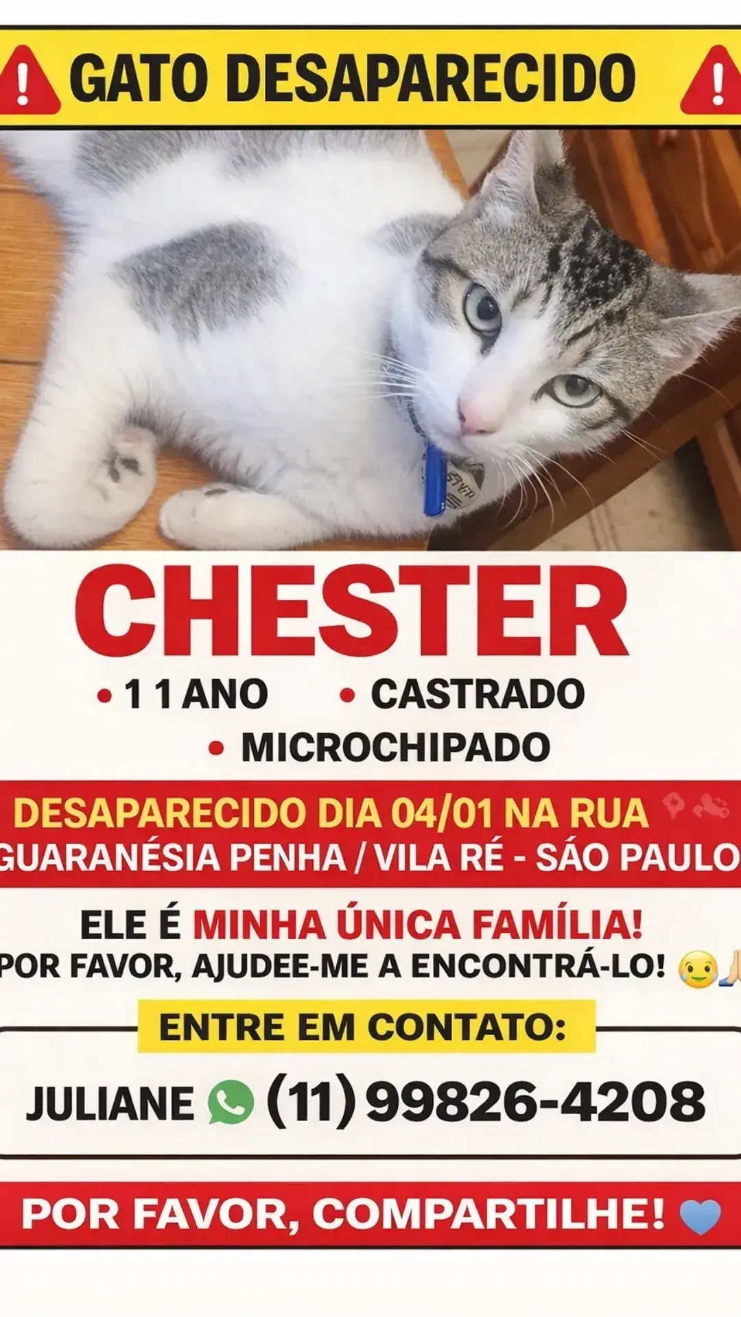 Gato desaparecido
