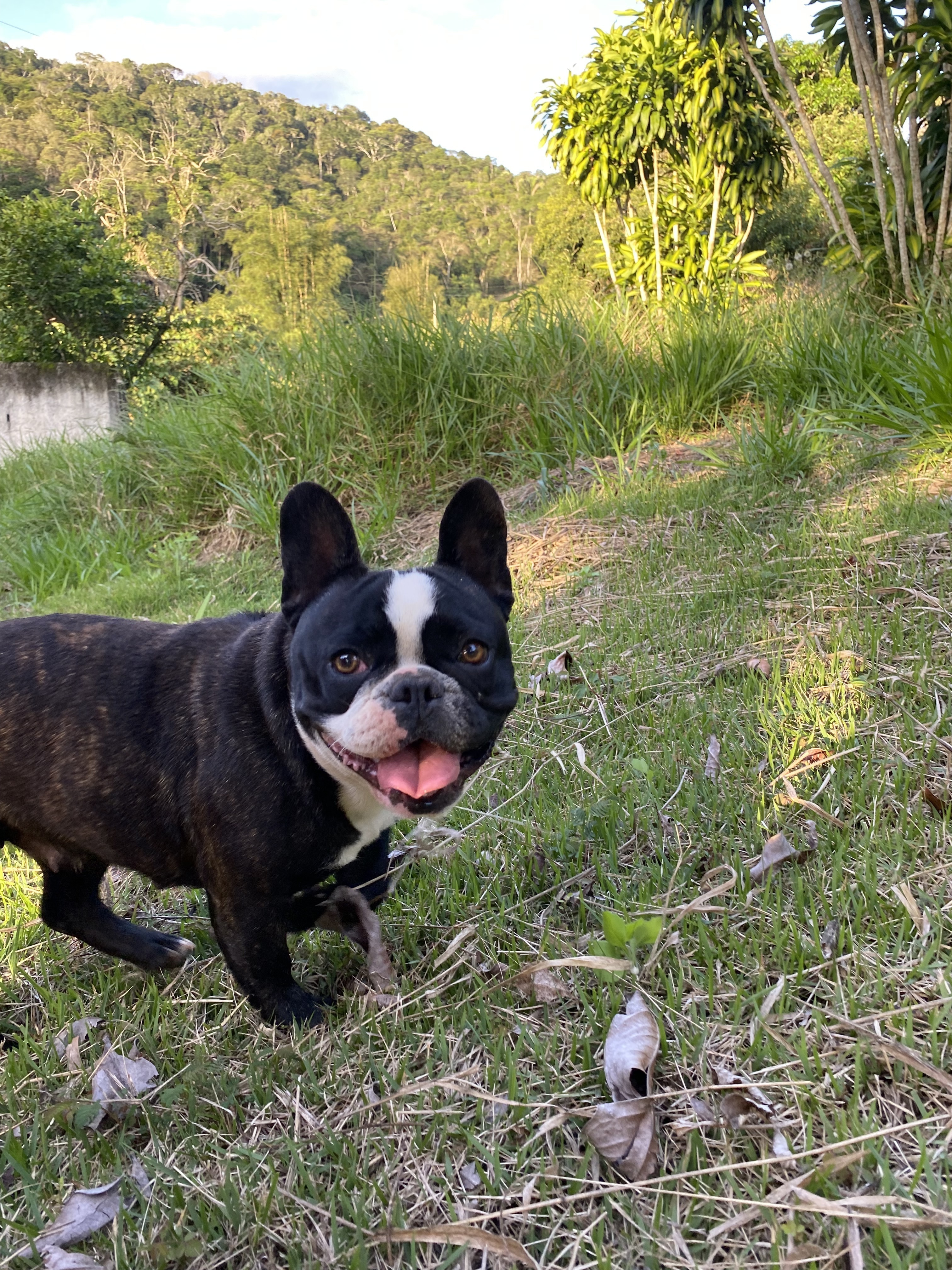 Cachorro perdido Fêmea (brl002358) - photo