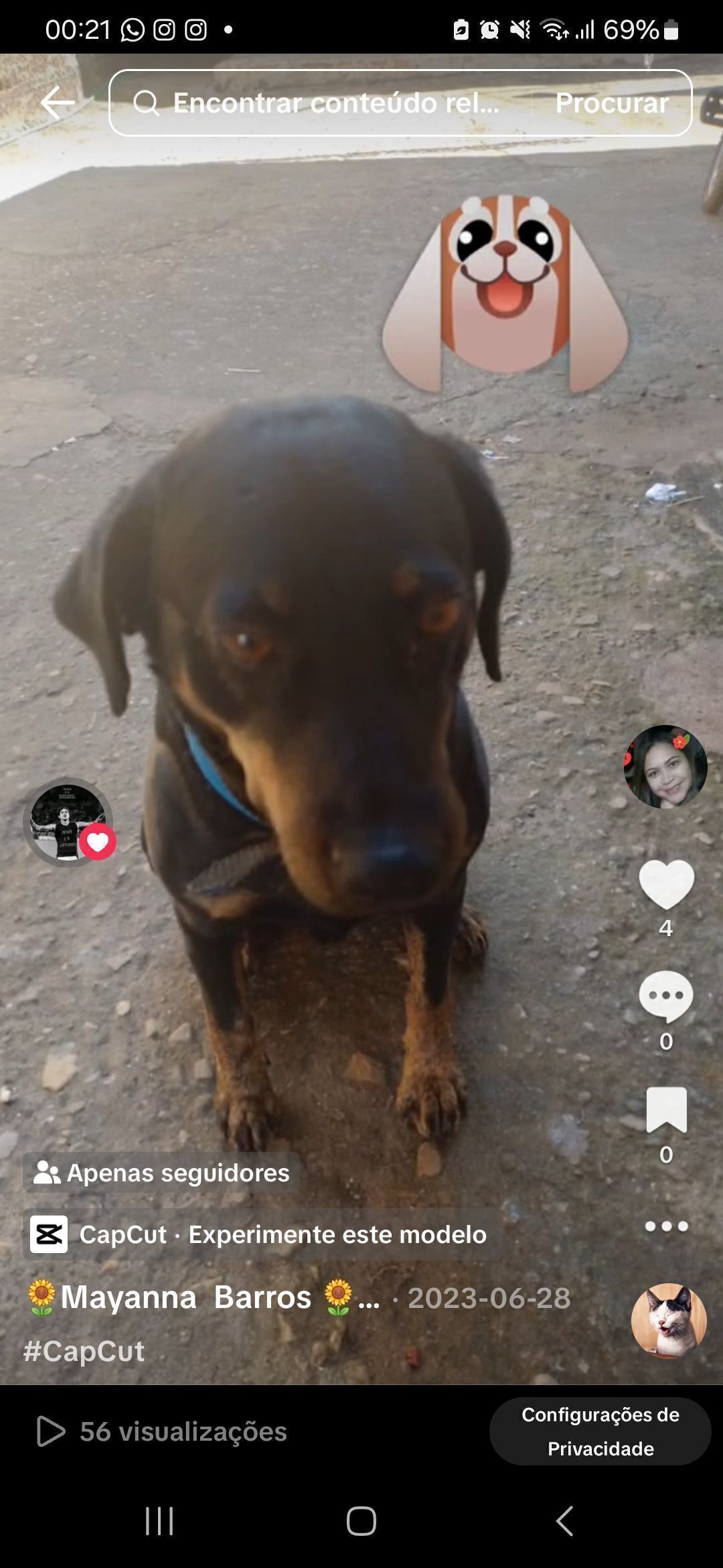 Cachorro perdido Macho (brl002359) - photo