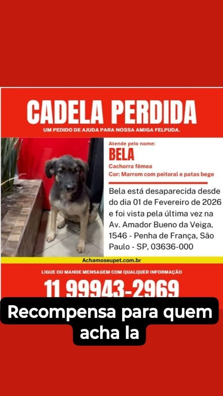 Cachorro perdido