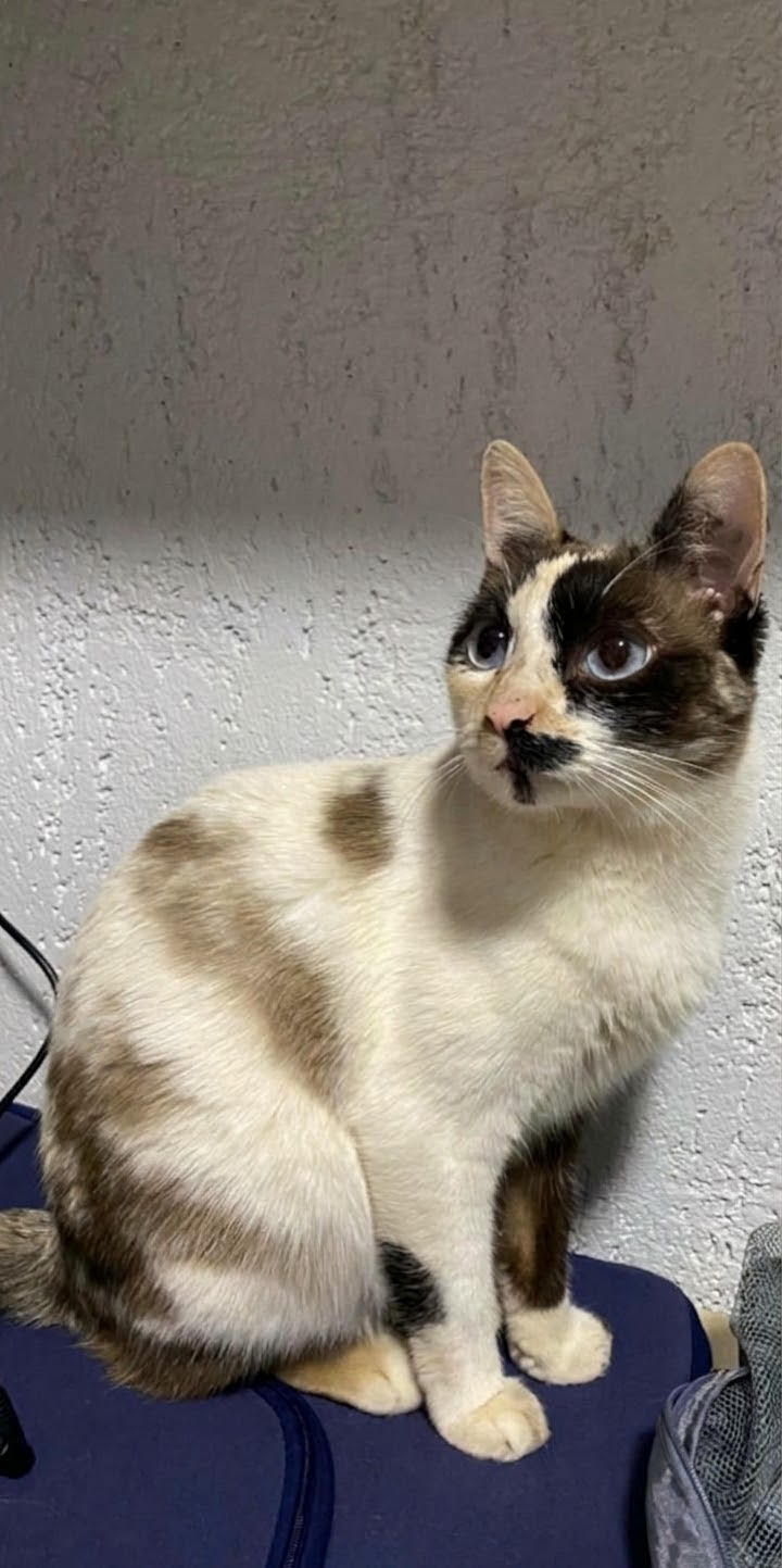 Gato perdido, fêmea, Av. Pinheiros, Sol Nascente/Pôr do Sol, Ceilândia — visto pela última vez em casa em 11/10 - photo