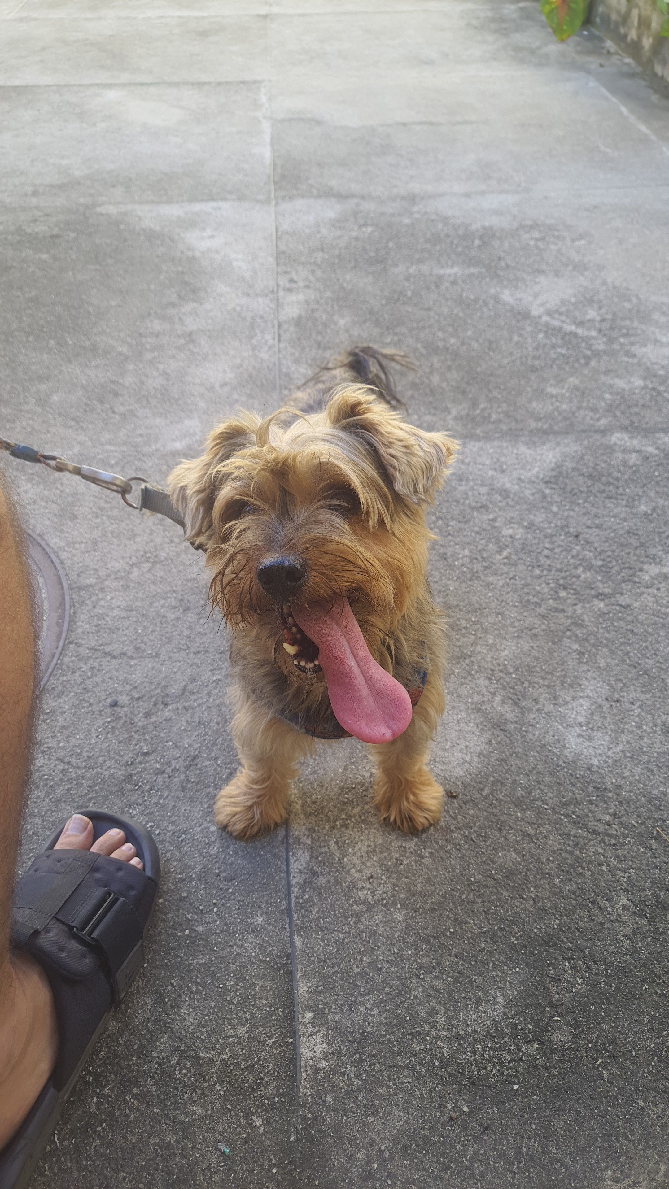 cachorro encontrada